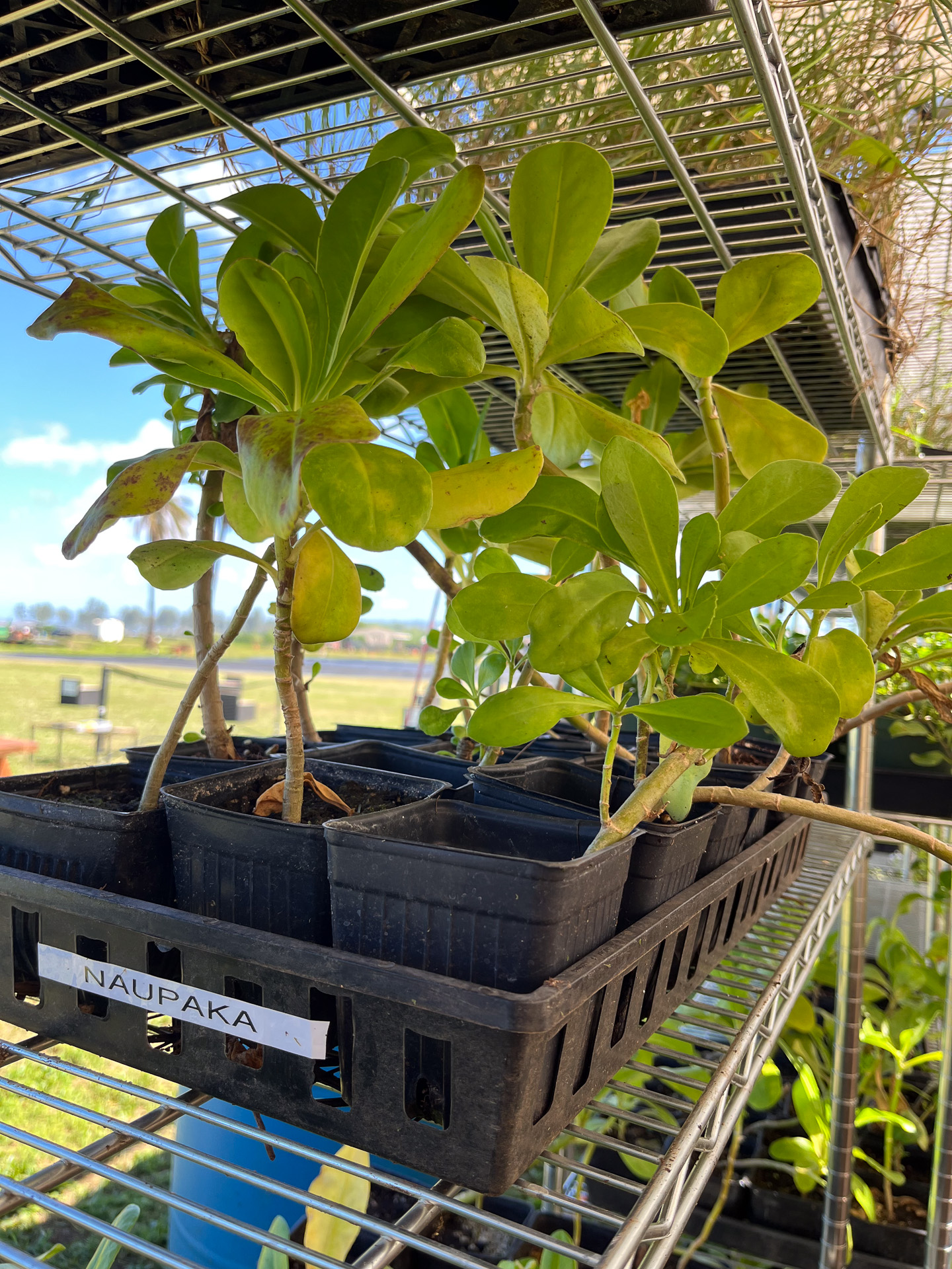 ハワイ在来種のなかから好きな植物を選んでピックアップする