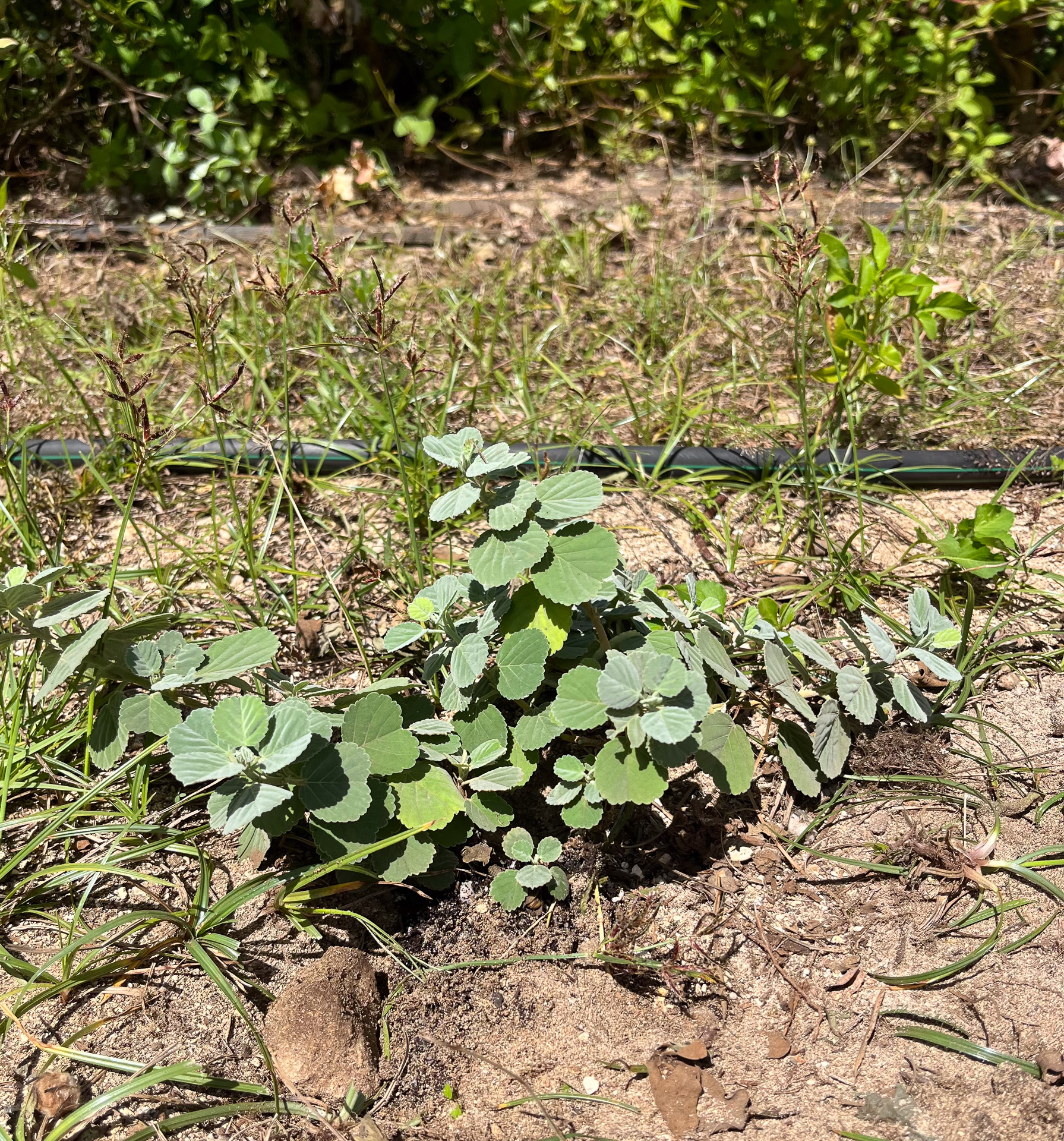 黄色く小さな花を咲かせるイリマを植えた
