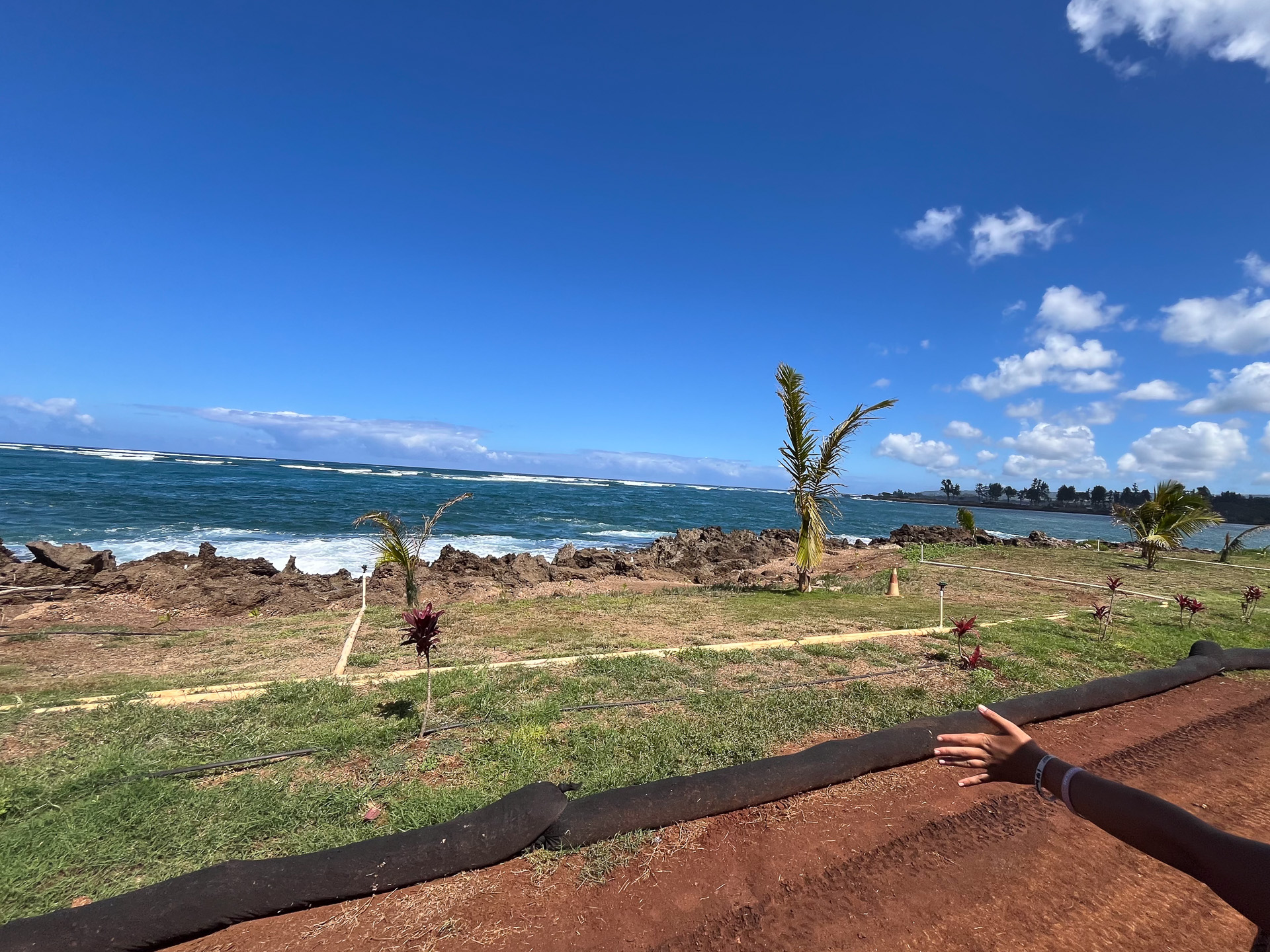 植物を植えたら、海岸線をまっすぐに走る