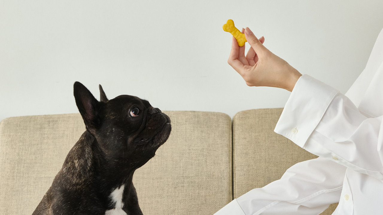 素材にこだわるドッグフードには新商品が追加