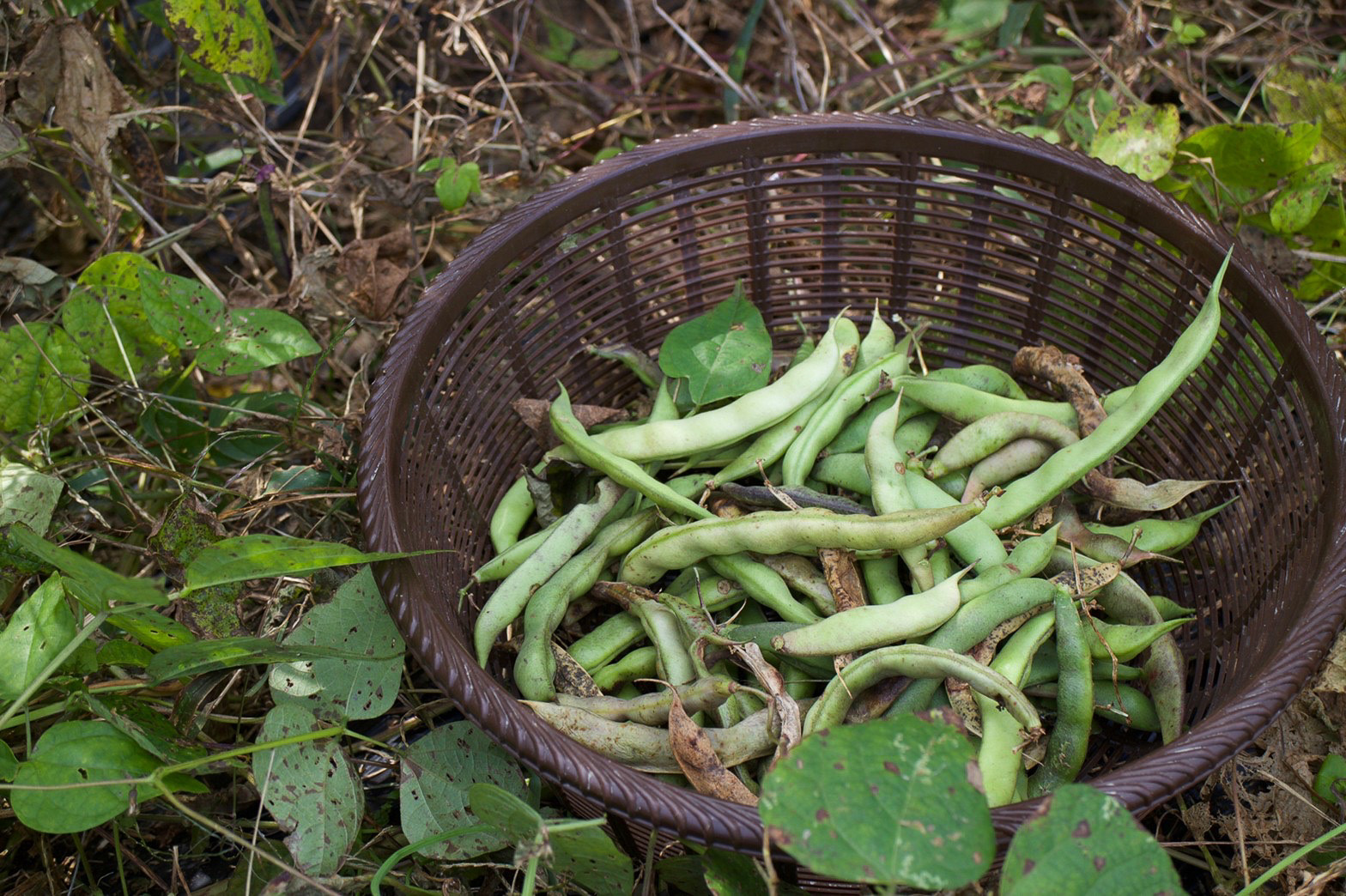 「銀不老豆（ぎんぶろうまめ）」