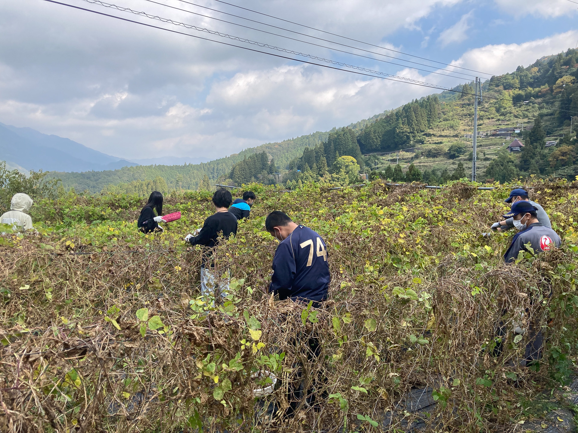 豆の成長具合を確認しながら、収穫漏れがないように丁寧に収穫します！