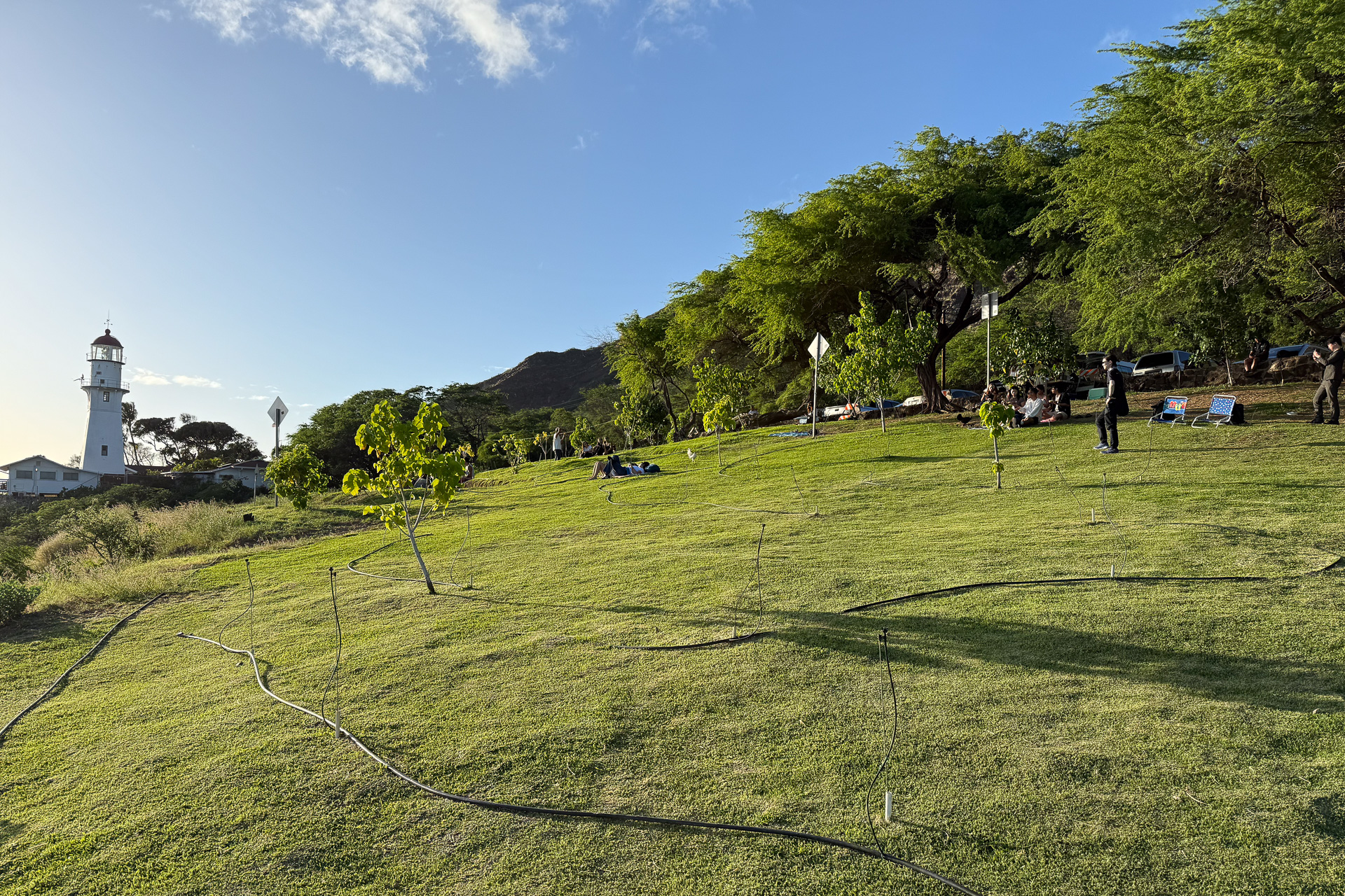 キアベの林を切り拓いた「Kuilei Cliffs Beach Park」の2025年3月の様子。画面右に見えるのがキアベで、道を挟んだ山側の斜面にはまだ大量のキアベが残る