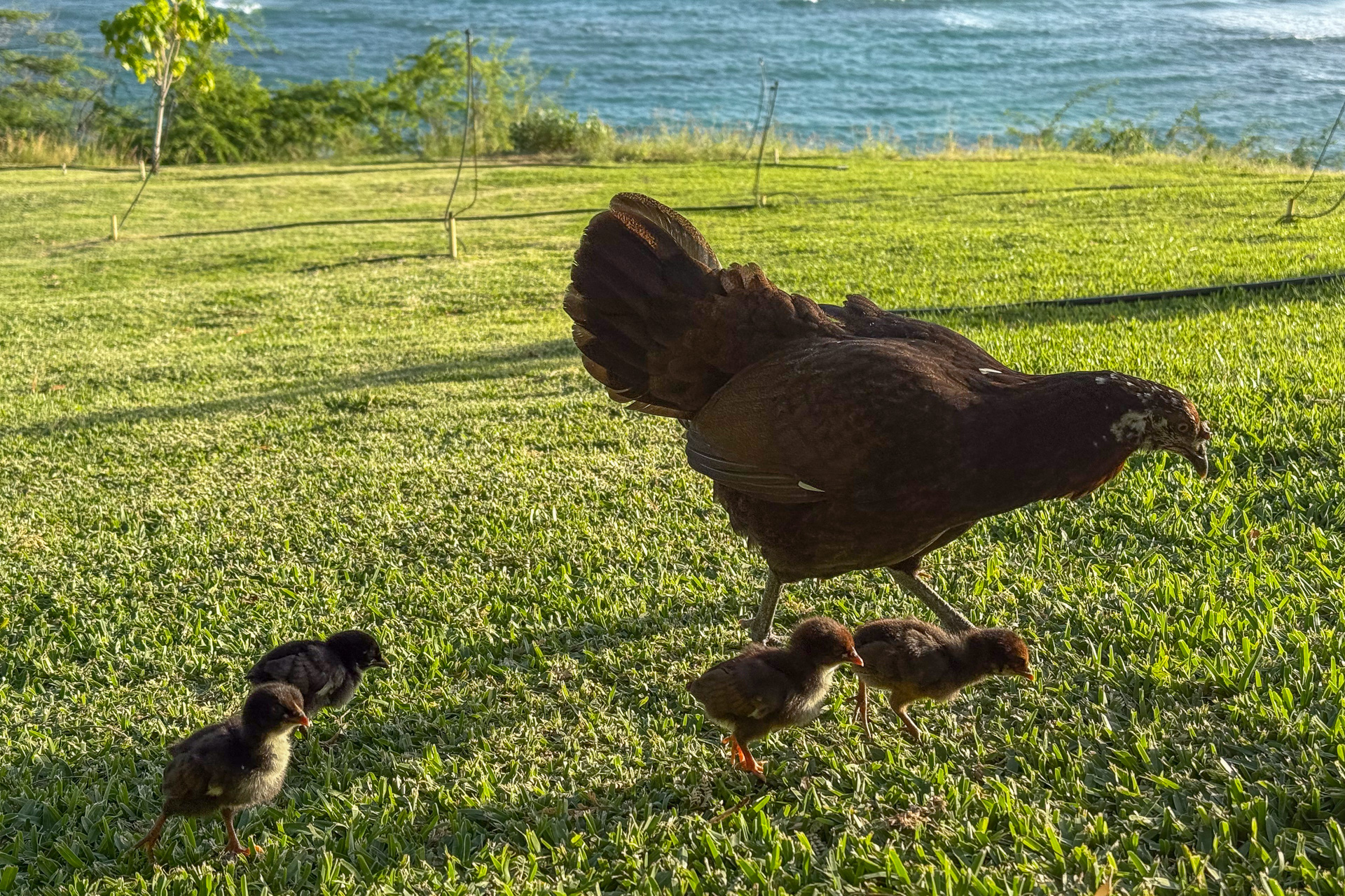 最近ここで産まれたばかり、という鶏の雛と母親。公園では鶏がたくさん暮らしていた