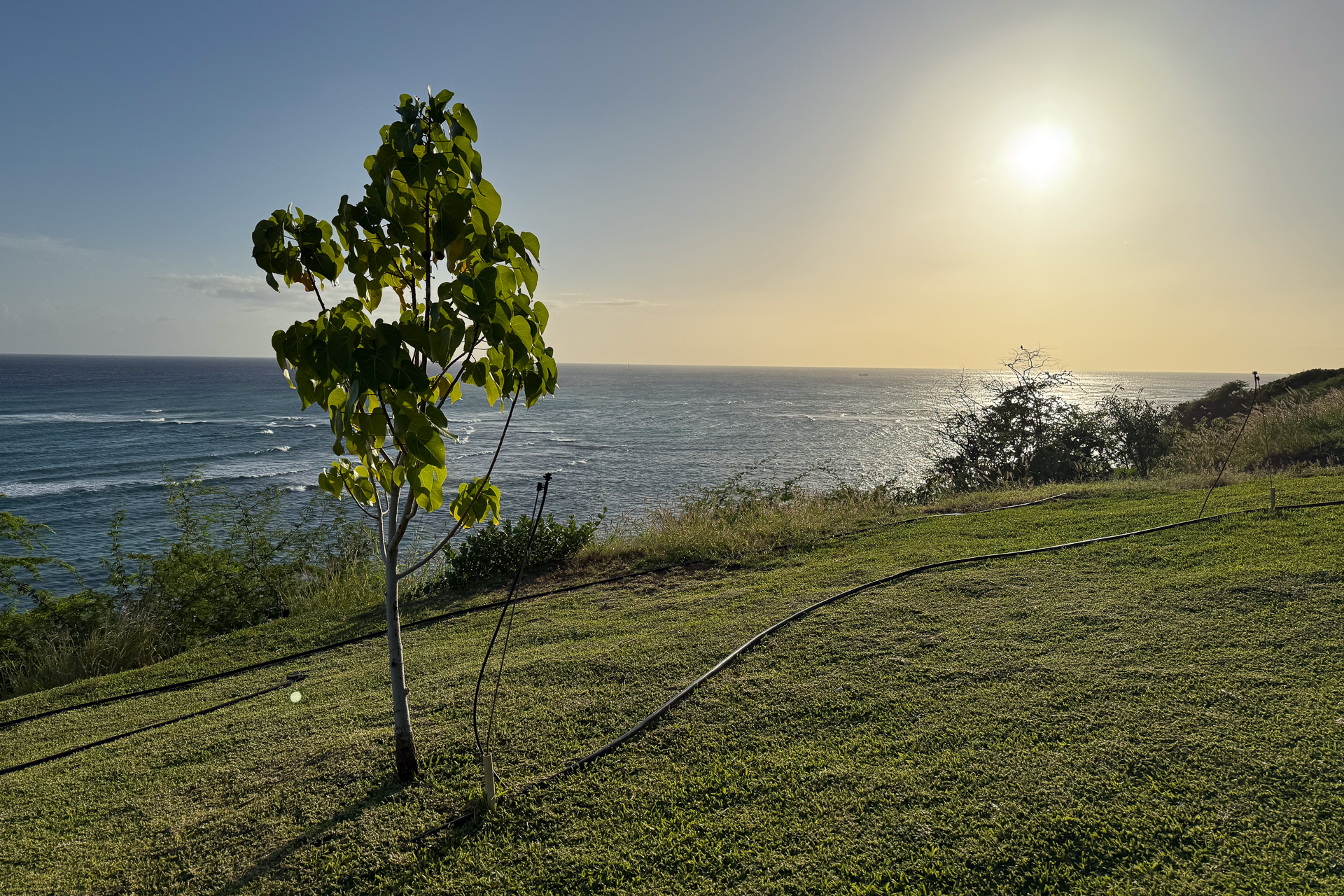 キアベの代わりにハワイ原生種を植樹している。公園にはスプリンクラーを設置して、芝生の水やりも抜かりない体制