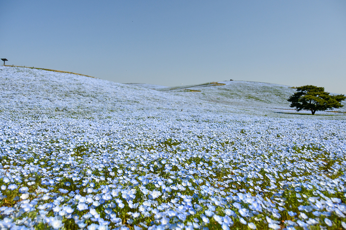 見頃（7分咲き）