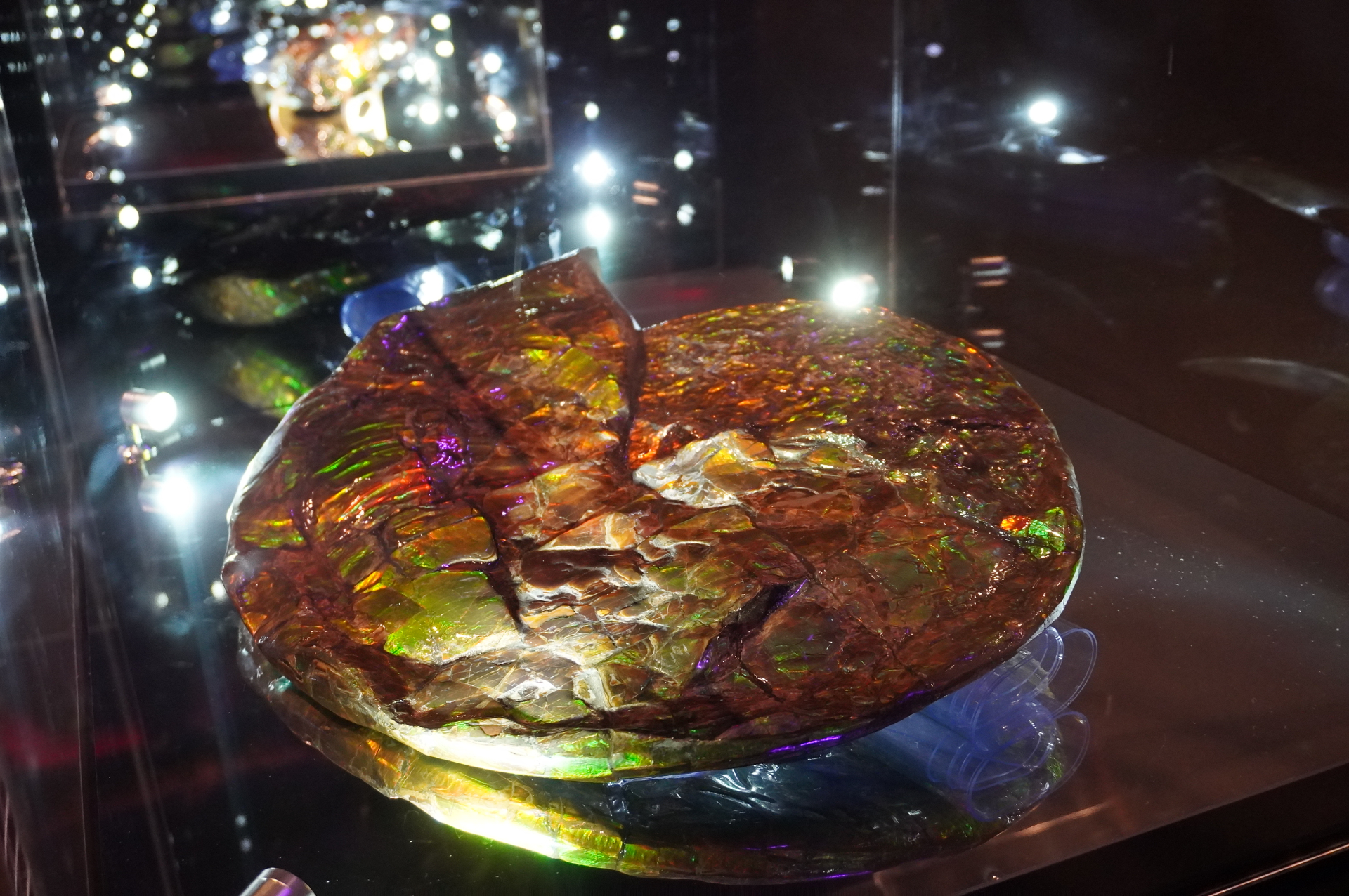 「いのちの歴史トンネル」にはパビリオン建築のモチーフにもなっているアンモナイトの化石を展示