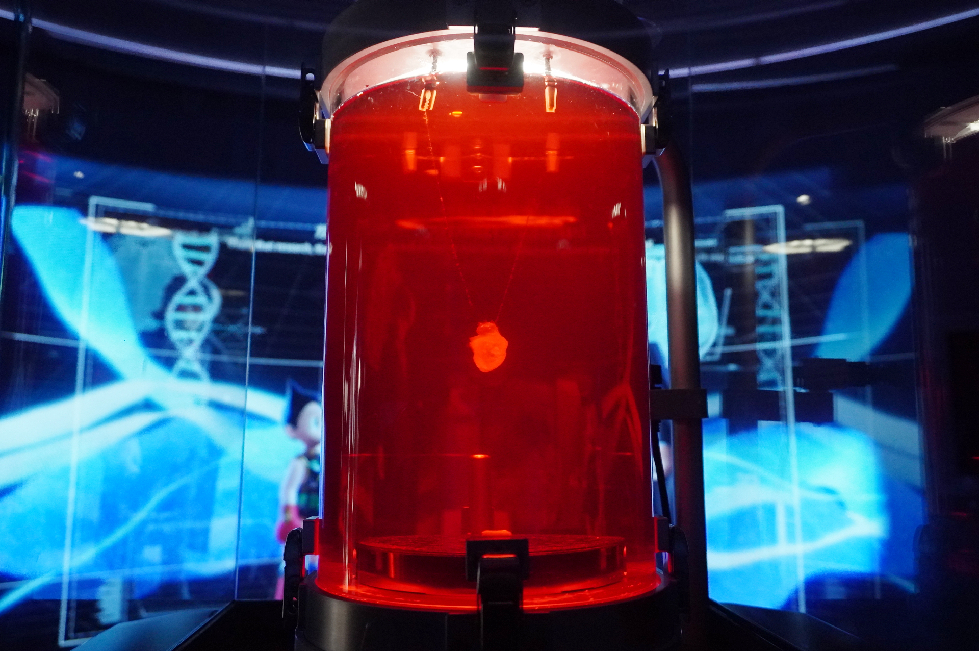 iPS心臓が培養液中で小さく拍動する様子を見られる