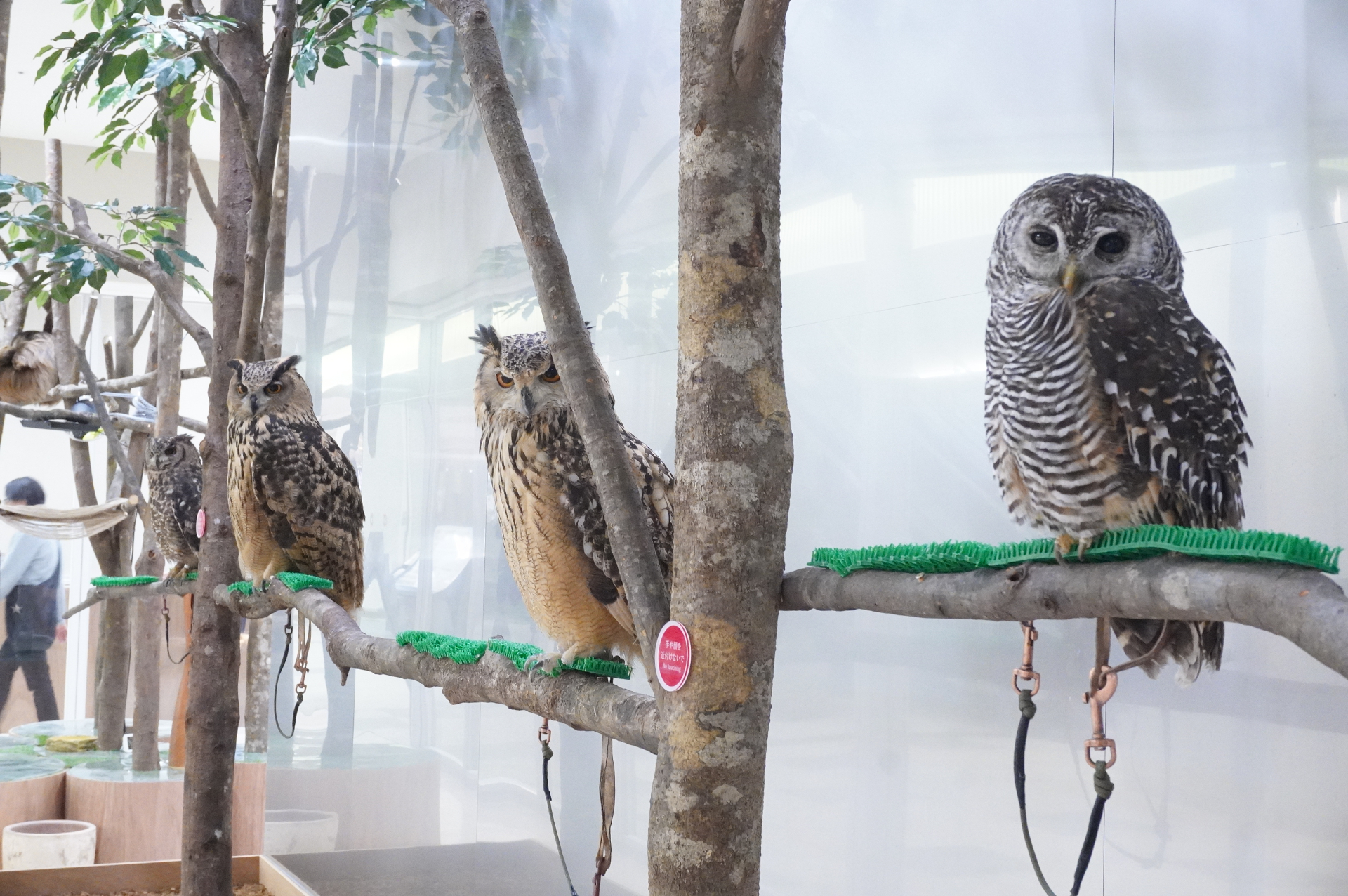 「Moff animal cafe」ではうさぎやひよこ、ふくろうなどさまざまな動物と触れ合いながら癒やされる