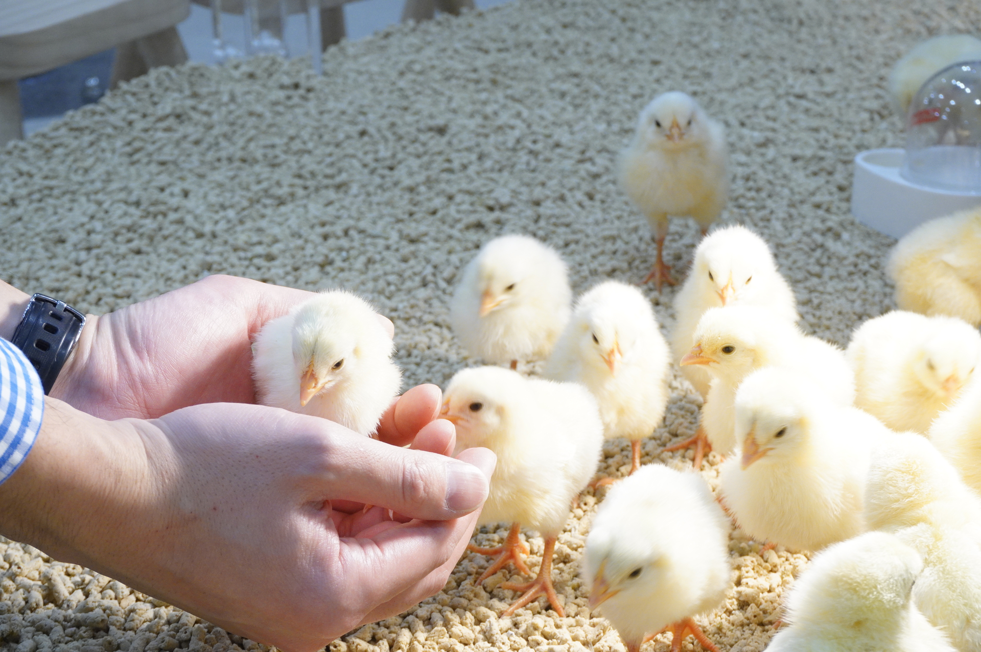 「Moff animal cafe」ではうさぎやひよこ、ふくろうなどさまざまな動物と触れ合いながら癒やされる