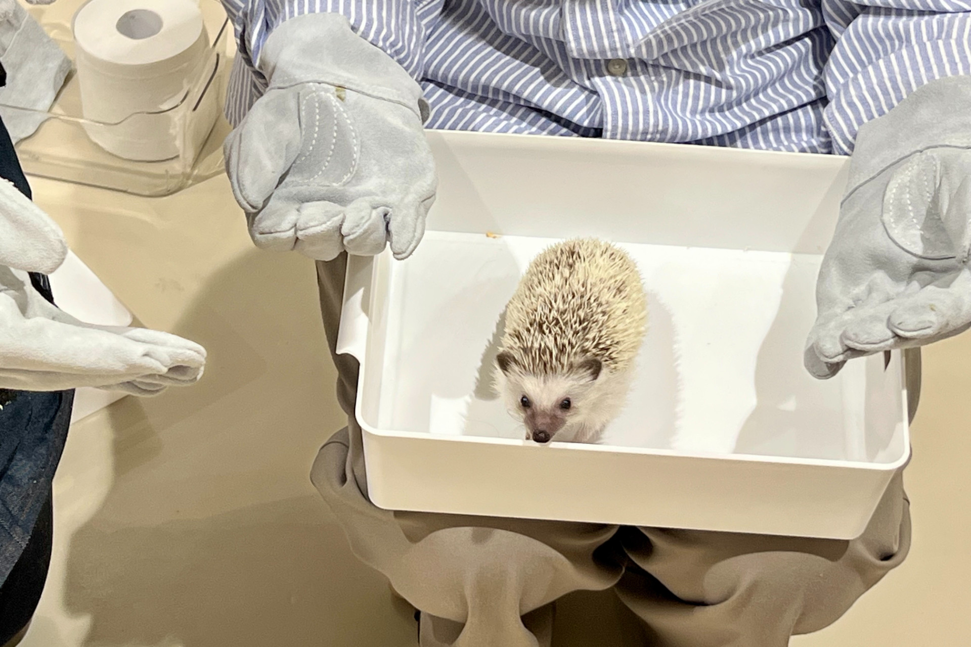 「Moff animal cafe」ではうさぎやひよこ、ふくろうなどさまざまな動物と触れ合いながら癒やされる