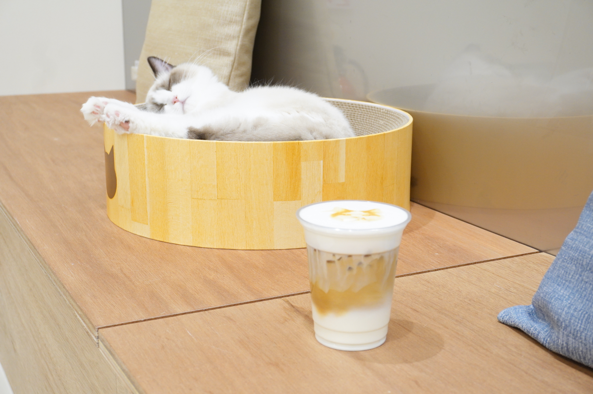 「Cat Café MOFF」では、カフェにいる猫たちの中から好きな子の顔を選べるラテアートも提供
