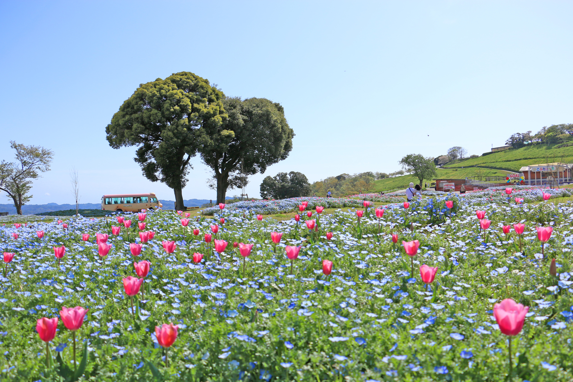 ネモフィラとチューリップが咲く「まきばのひろば」では、爽やかな水色のなかでピンク色が揺れる春らしい風景を見られる