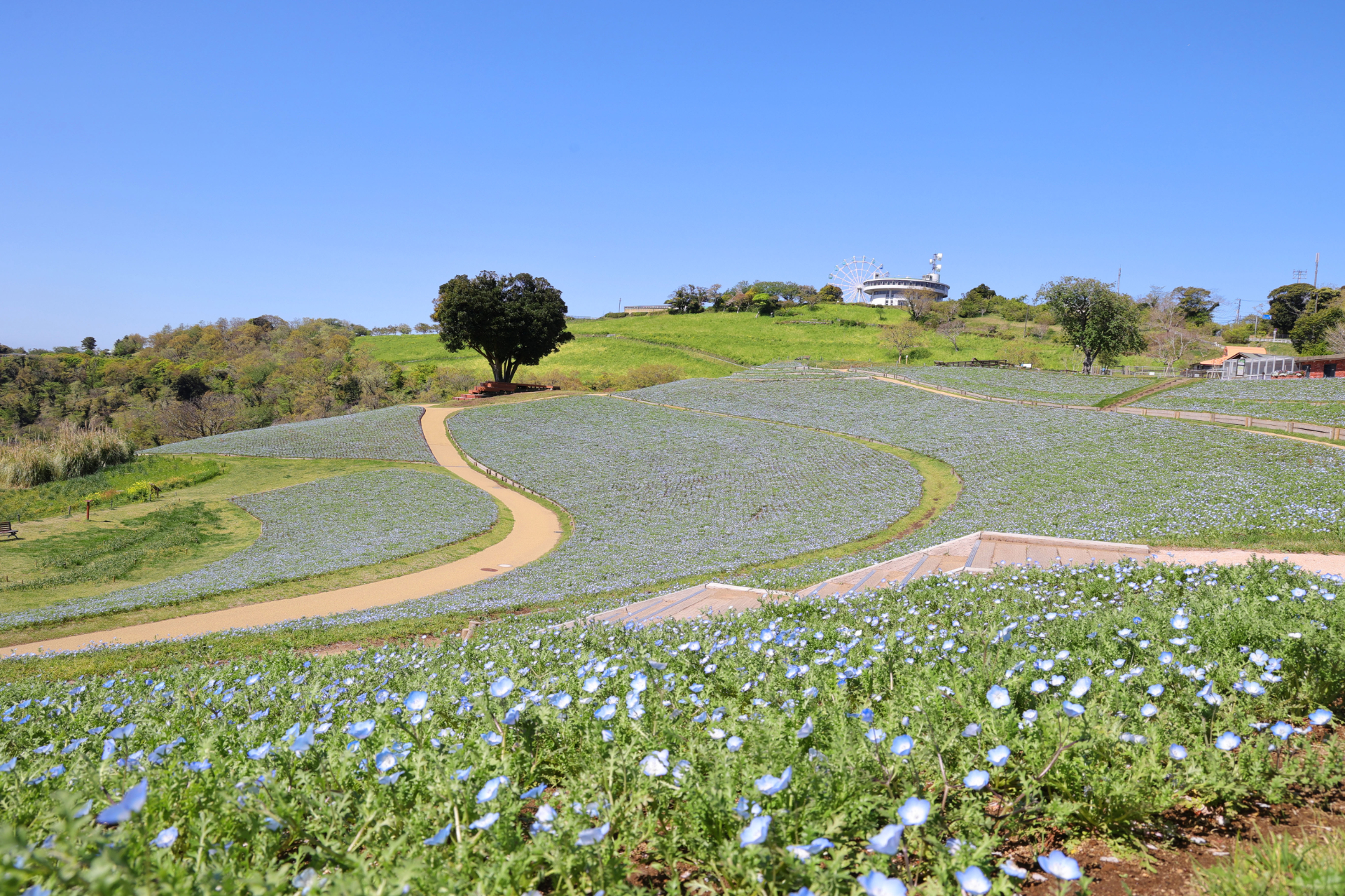 「花の谷」のネモフィラは続々と開花しており、4月19日から見頃入り予定（4月16日撮影時点、5分咲き）