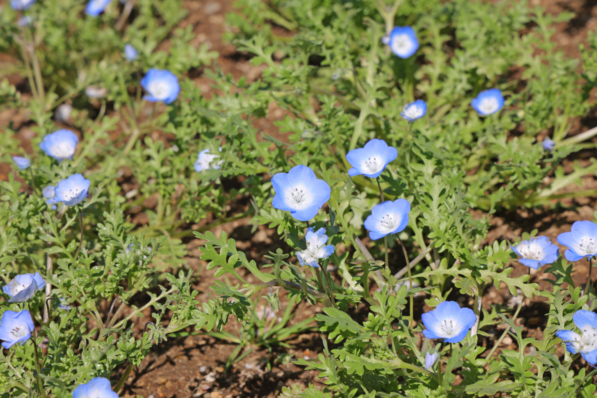 「花の谷」のネモフィラは続々と開花しており、4月19日から見頃入り予定（4月16日撮影時点、5分咲き）