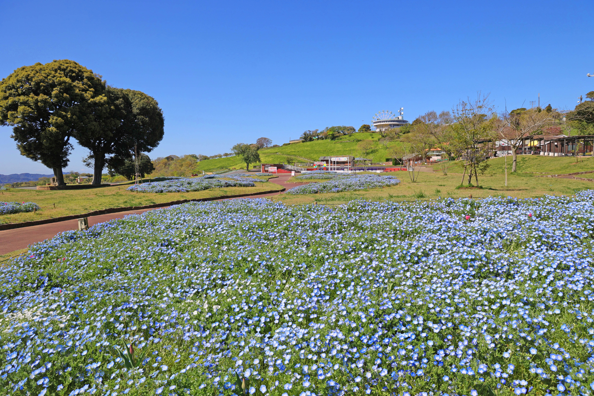 「まきばの広場」のネモフィラはすでに見頃で、チューリップは咲きはじめ（4月16日撮影時点）