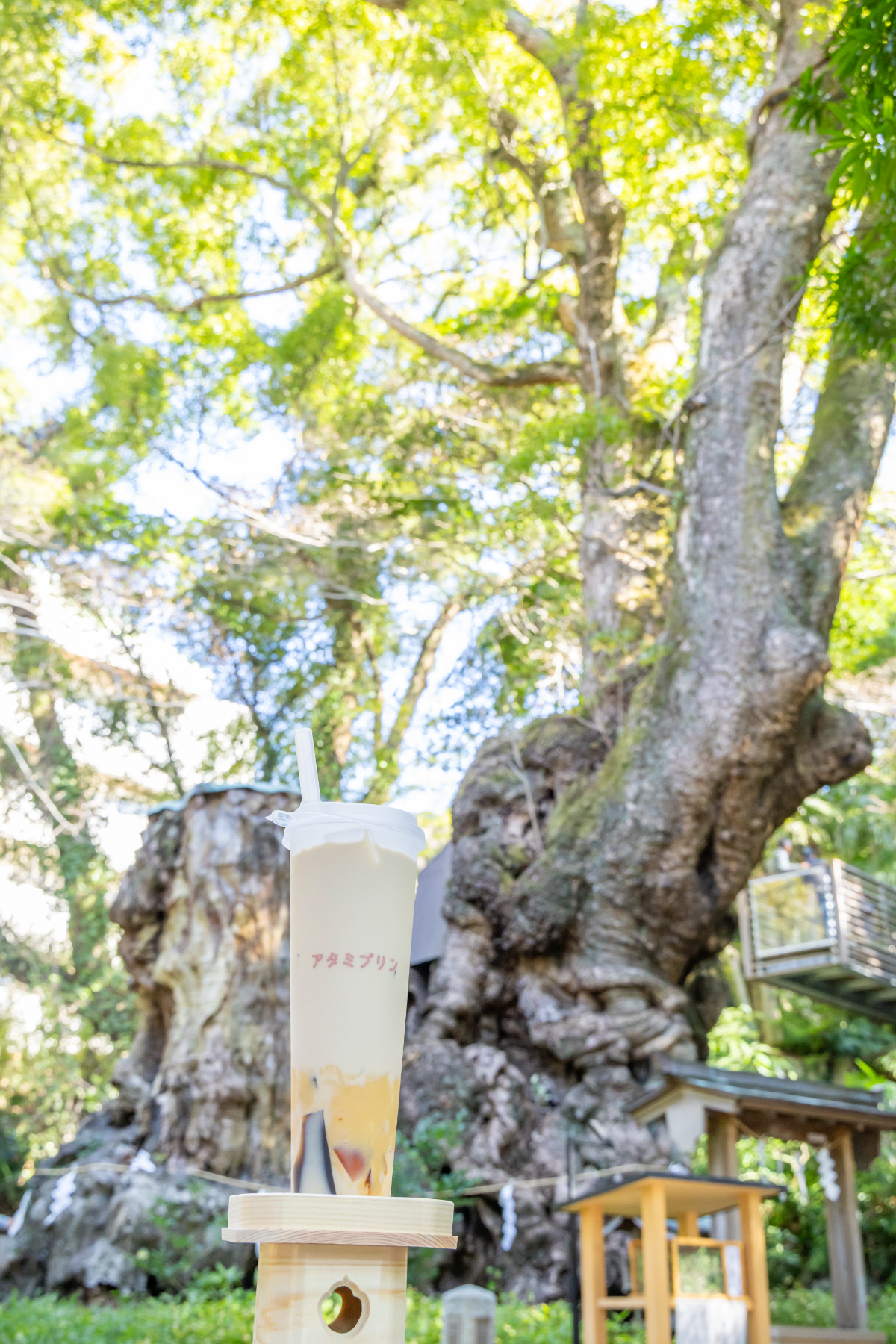 飲むプリンとドリンクは、來宮神社本殿横にある巨大な大楠をイメージした高さ20cm以上のビッグカップで提供