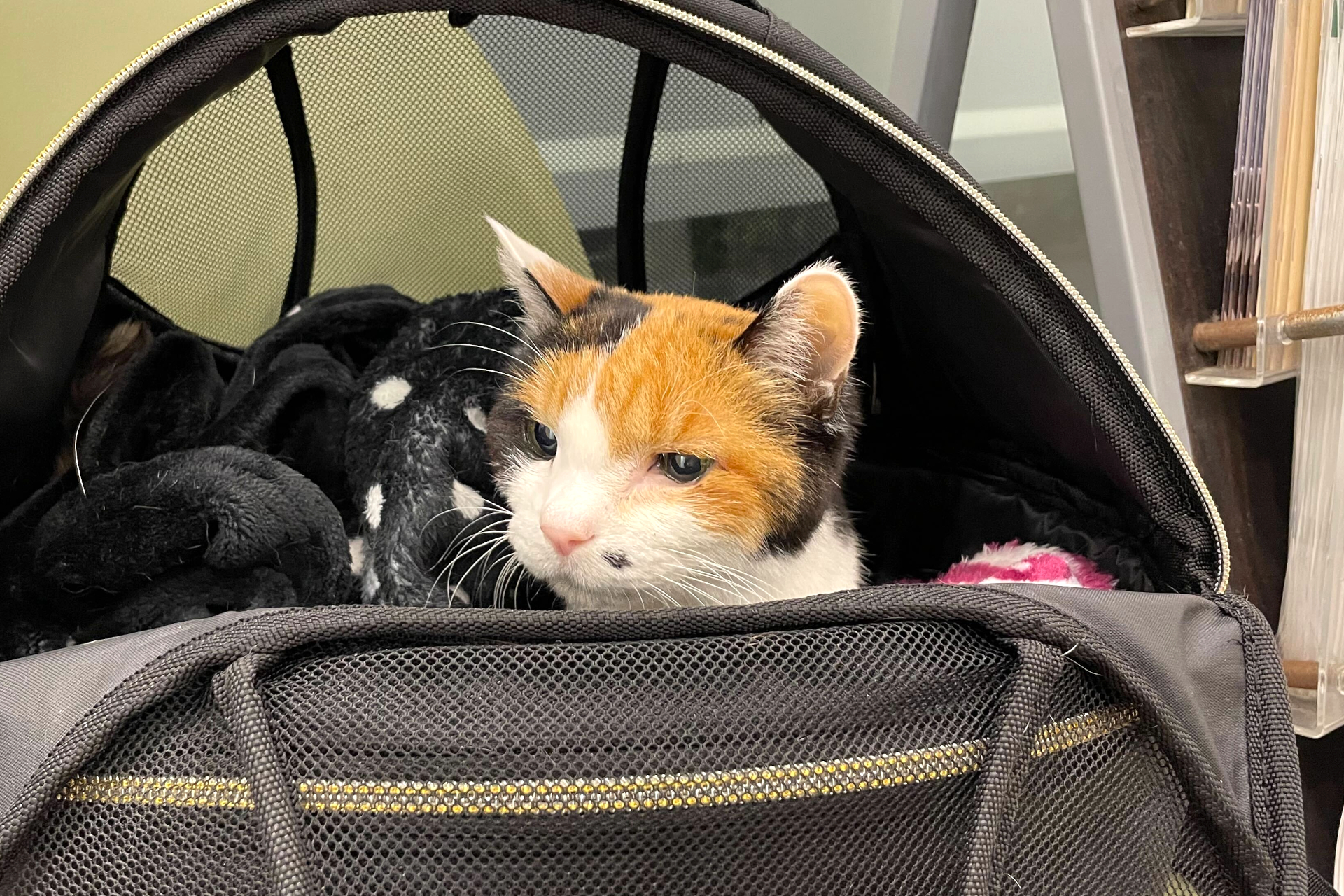 ペットの顔だけ出すのもNG。駅や列車内ではケースに全身を入れて持ち運びを