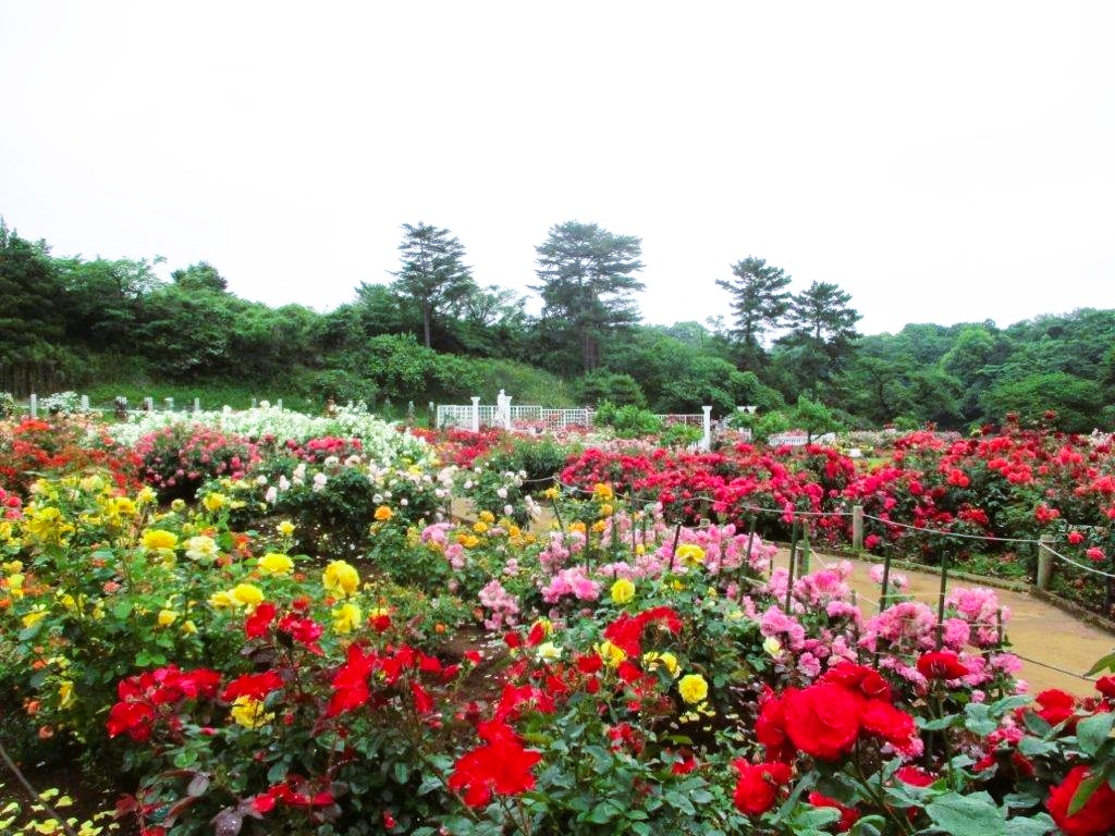 生田緑地ばら苑、春の一般開放