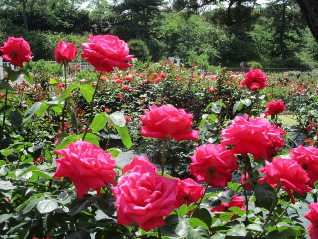 「東洋一のばら苑」と称される圧巻のバラ風景