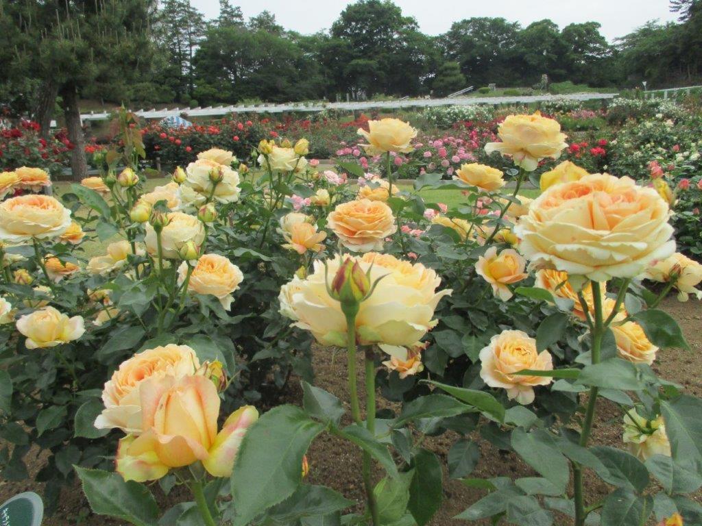 「東洋一のばら苑」と称される圧巻のバラ風景