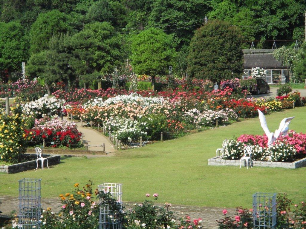「東洋一のばら苑」と称される圧巻のバラ風景