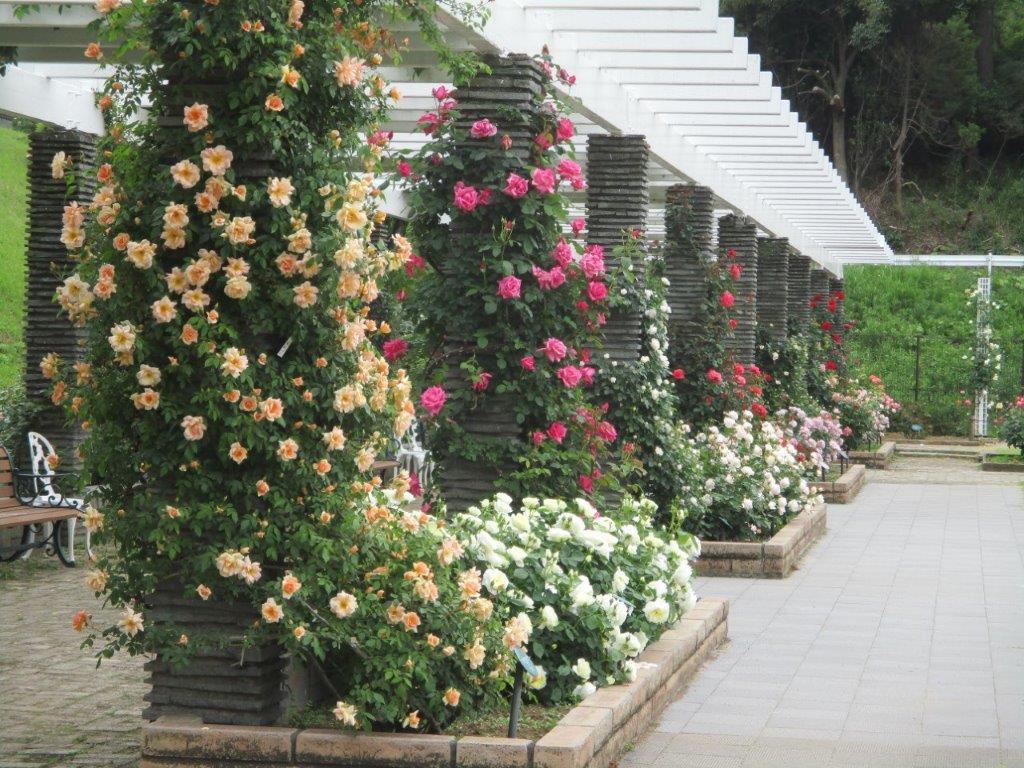 「東洋一のばら苑」と称される圧巻のバラ風景