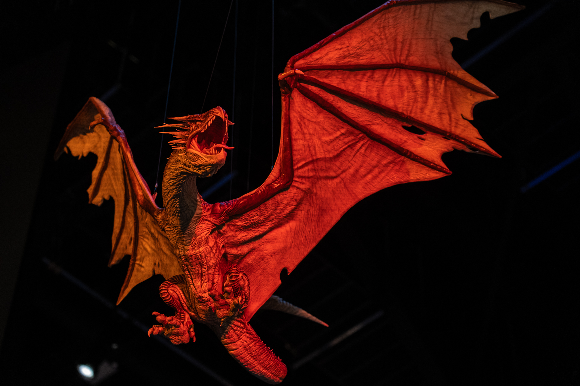 ハリーと金の卵。それを見つめているハンガリー・ホーンテールが天井にいるのをお見逃しなく