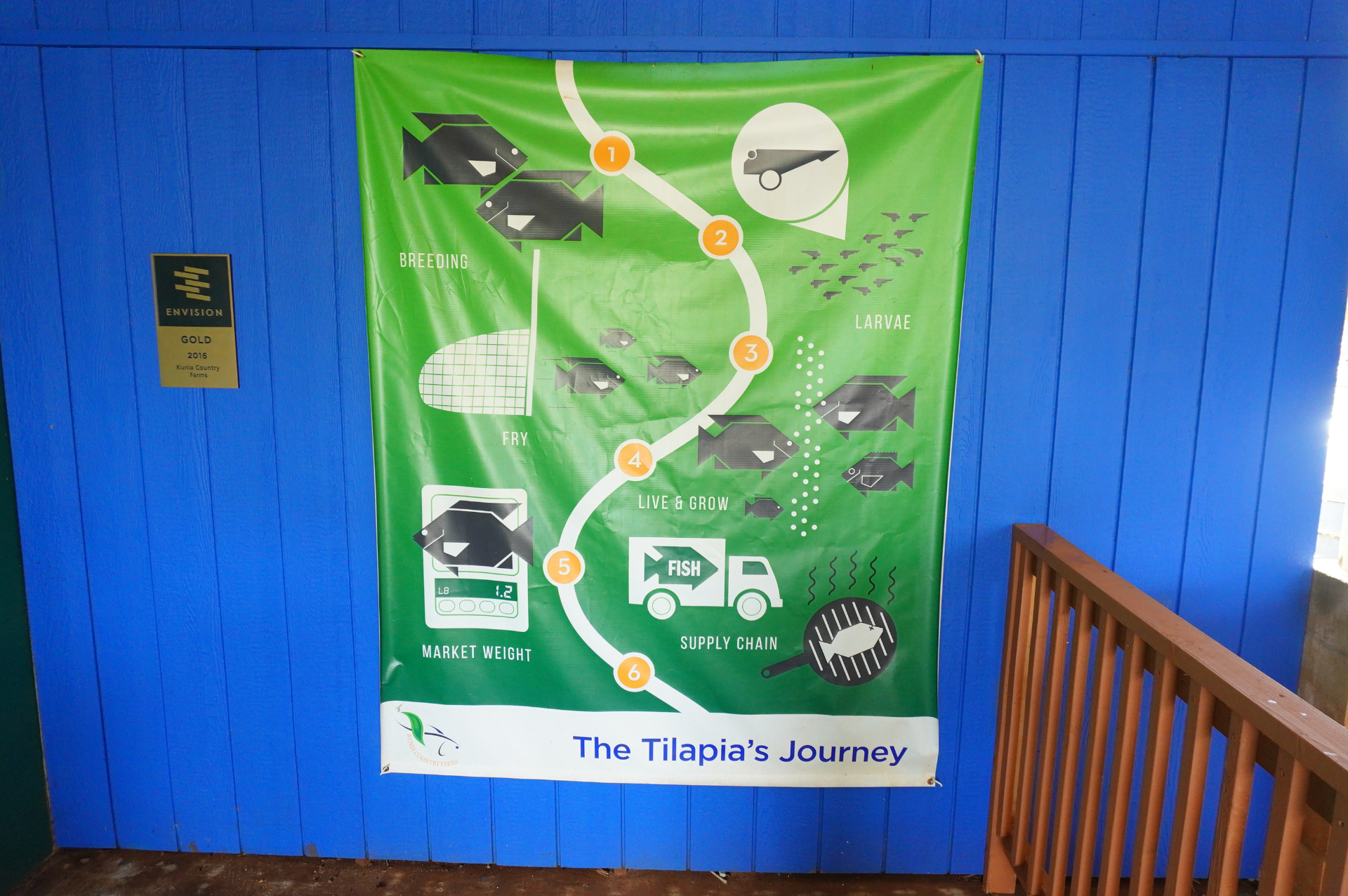 魚の養殖×水耕栽培で環境負荷ゼロを目指す“アクアポニックス”という農業システムにより、地元にたんぱく質と野菜を同時に供給できます