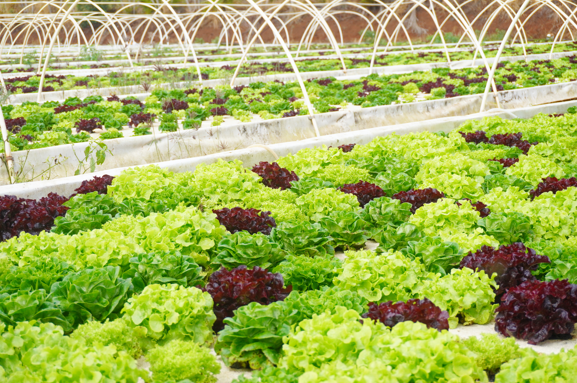 普通の畑では水をあげたり雨が降ったりすると80％の水が土に浸み込んでしまい、植物が吸う水は10～20％。一方、水耕栽培は100％の水が植物に使われます