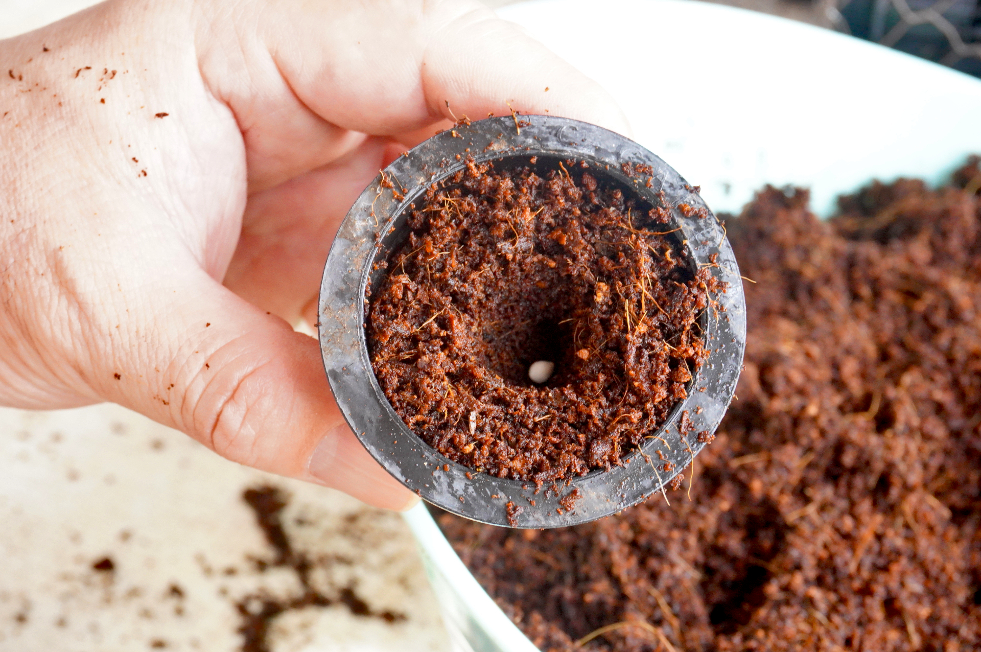 育苗ポットにたい肥を入れ、指で穴をあけ、種を入れます