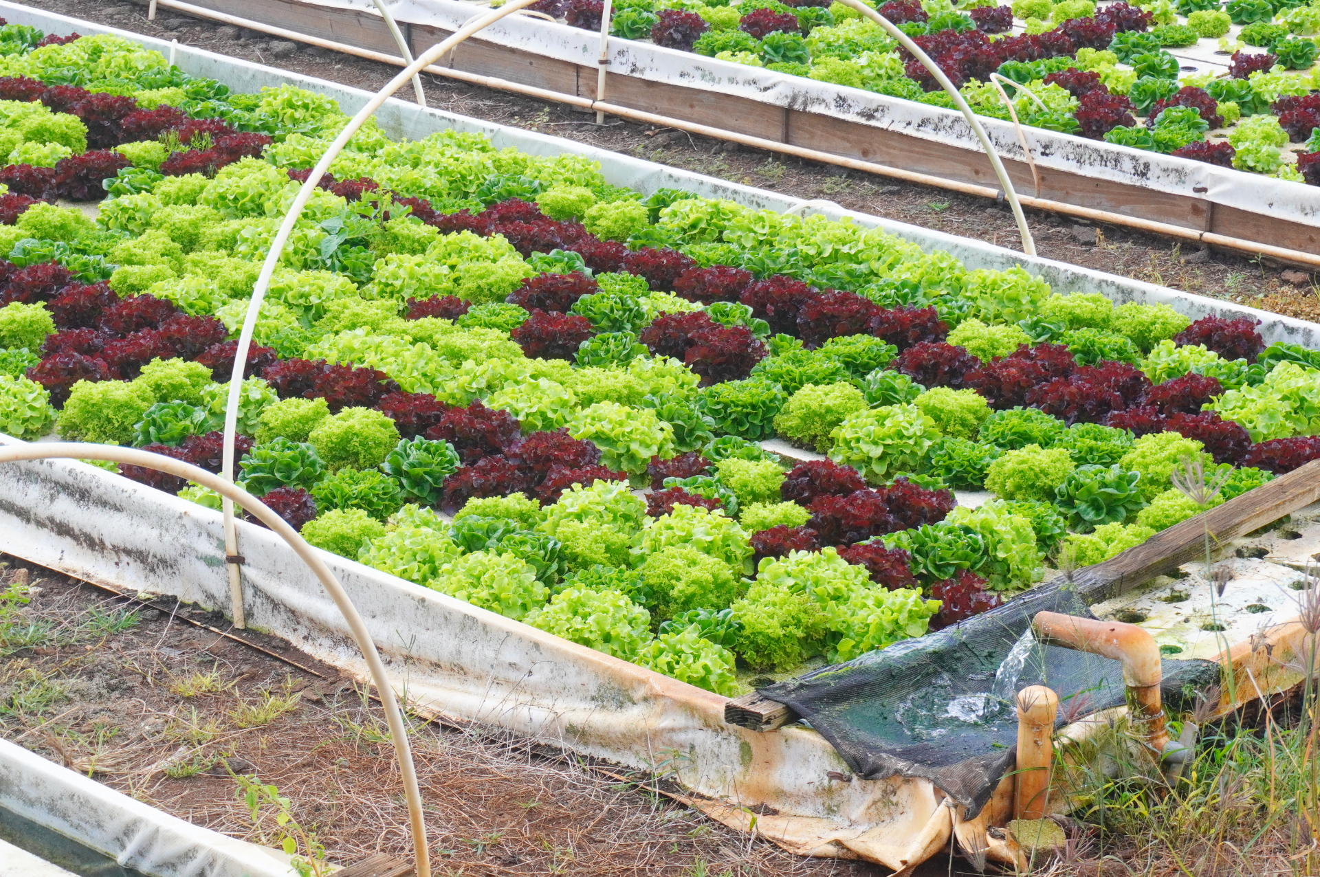 普通の畑では水をあげたり雨が降ったりすると80％の水が土に浸み込んでしまい、植物が吸う水は10～20％。一方、水耕栽培は100％の水が植物に使われます