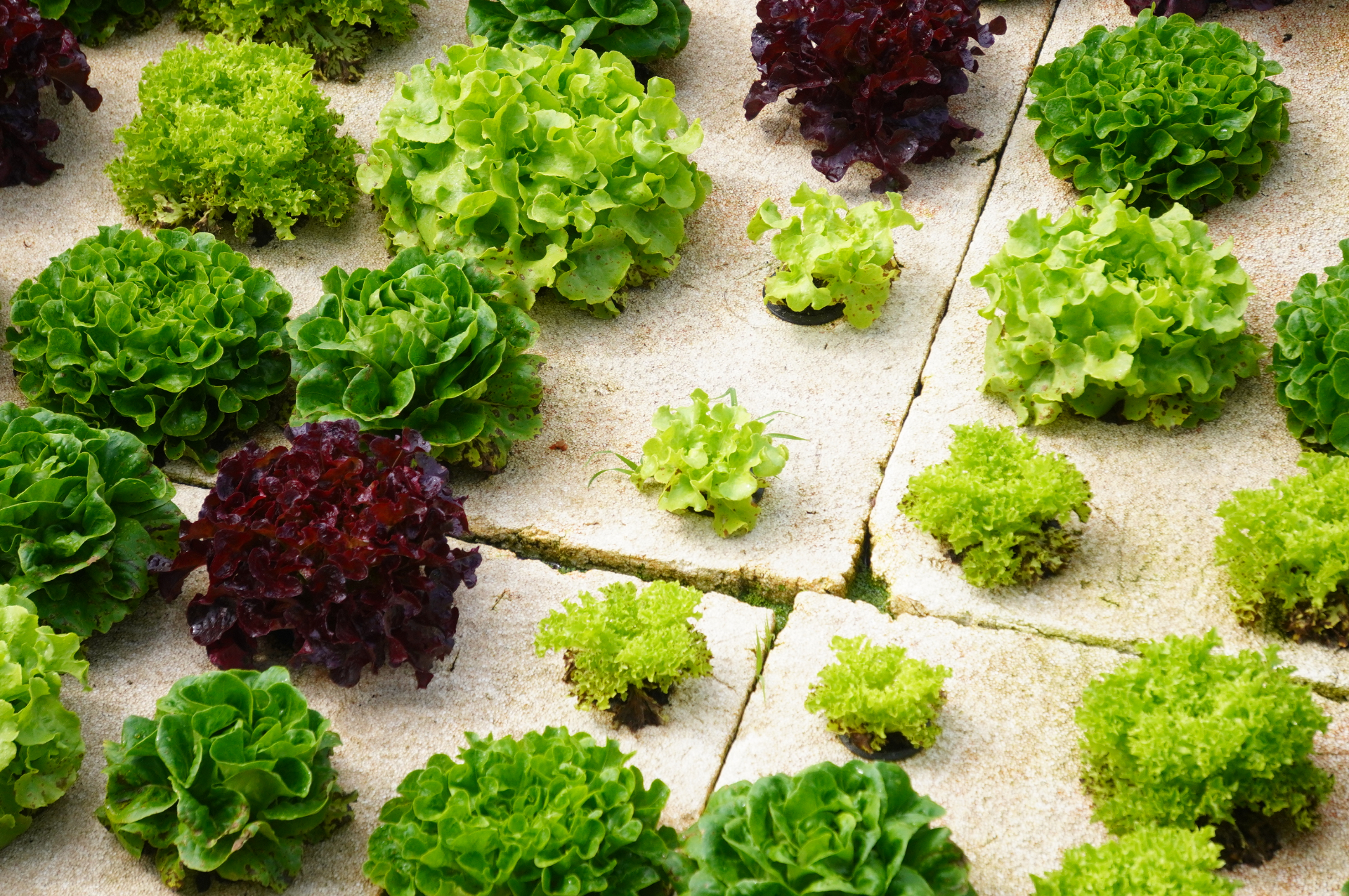 レタスが植えられる水耕栽培用トラフは発泡スチロール製。発泡スチロールは水の蒸発を防ぐとともに耐久性があり15年使い続けることができるため、環境負荷も少ないそう