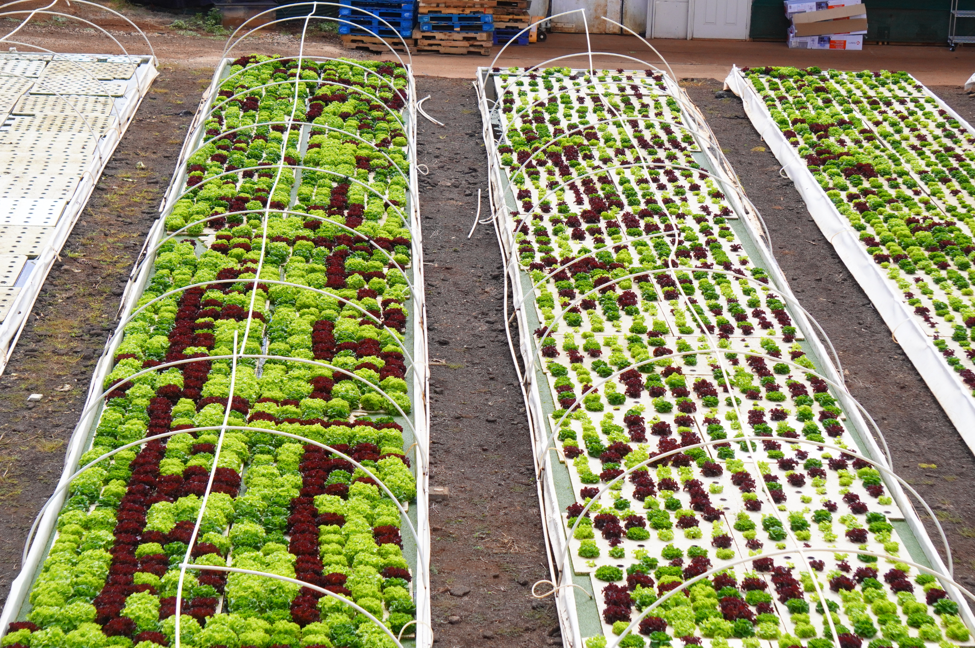 普通の畑では水をあげたり雨が降ったりすると80％の水が土に浸み込んでしまい、植物が吸う水は10～20％。一方、水耕栽培は100％の水が植物に使われます
