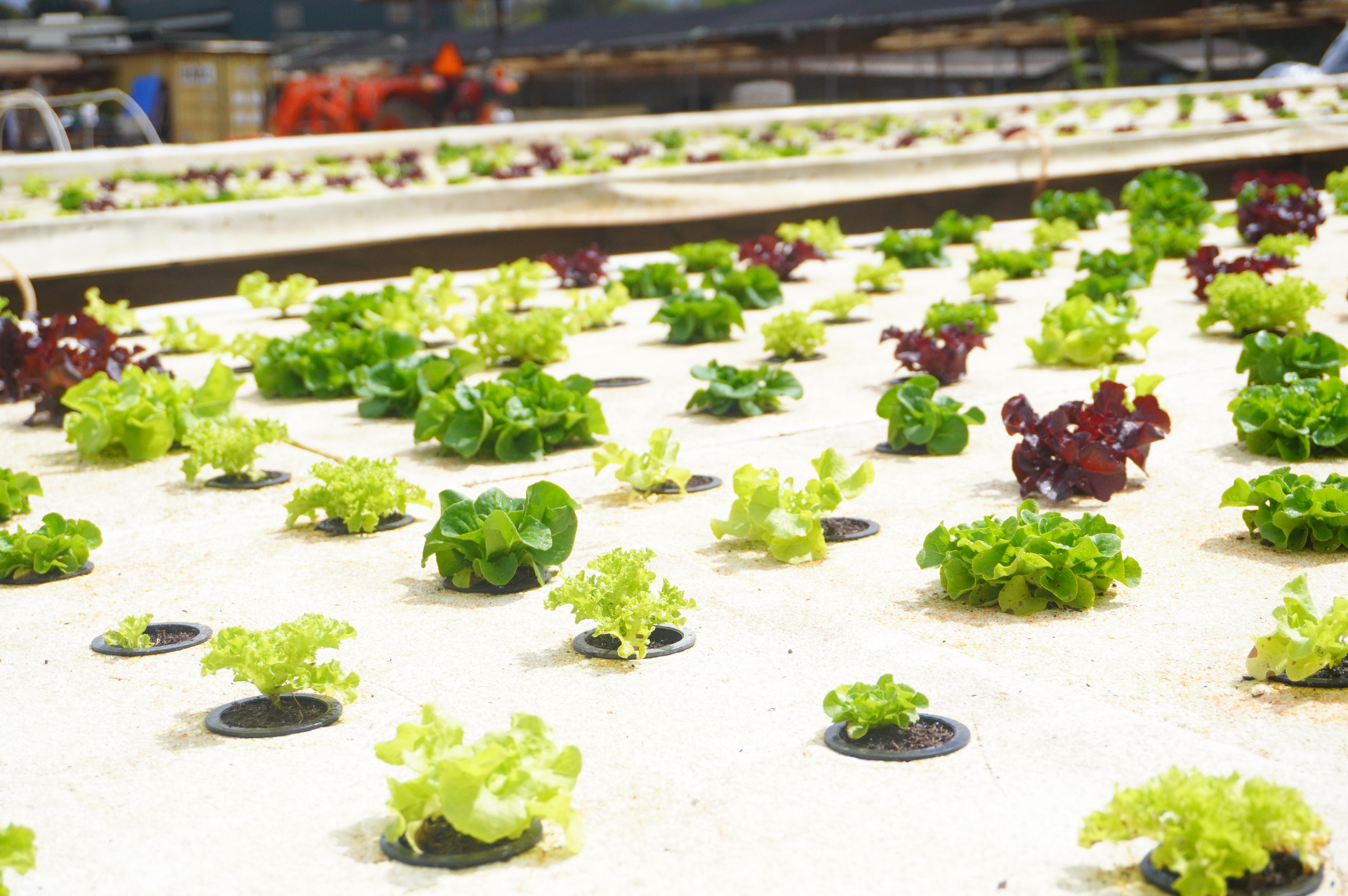 苗を水耕栽培用トラフに移し、収穫できるサイズになるまでさらに4週間ほど