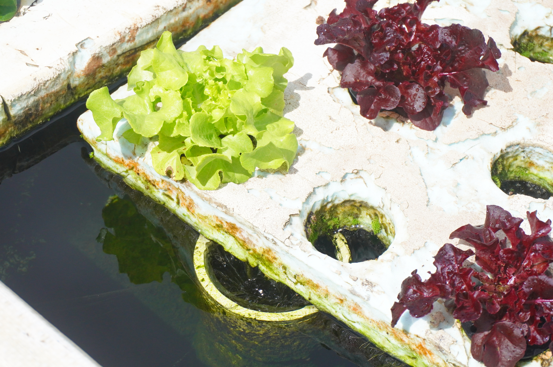 レタスが植えられる水耕栽培用トラフは発泡スチロール製。発泡スチロールは水の蒸発を防ぐとともに耐久性があり15年使い続けることができるため、環境負荷も少ないそう