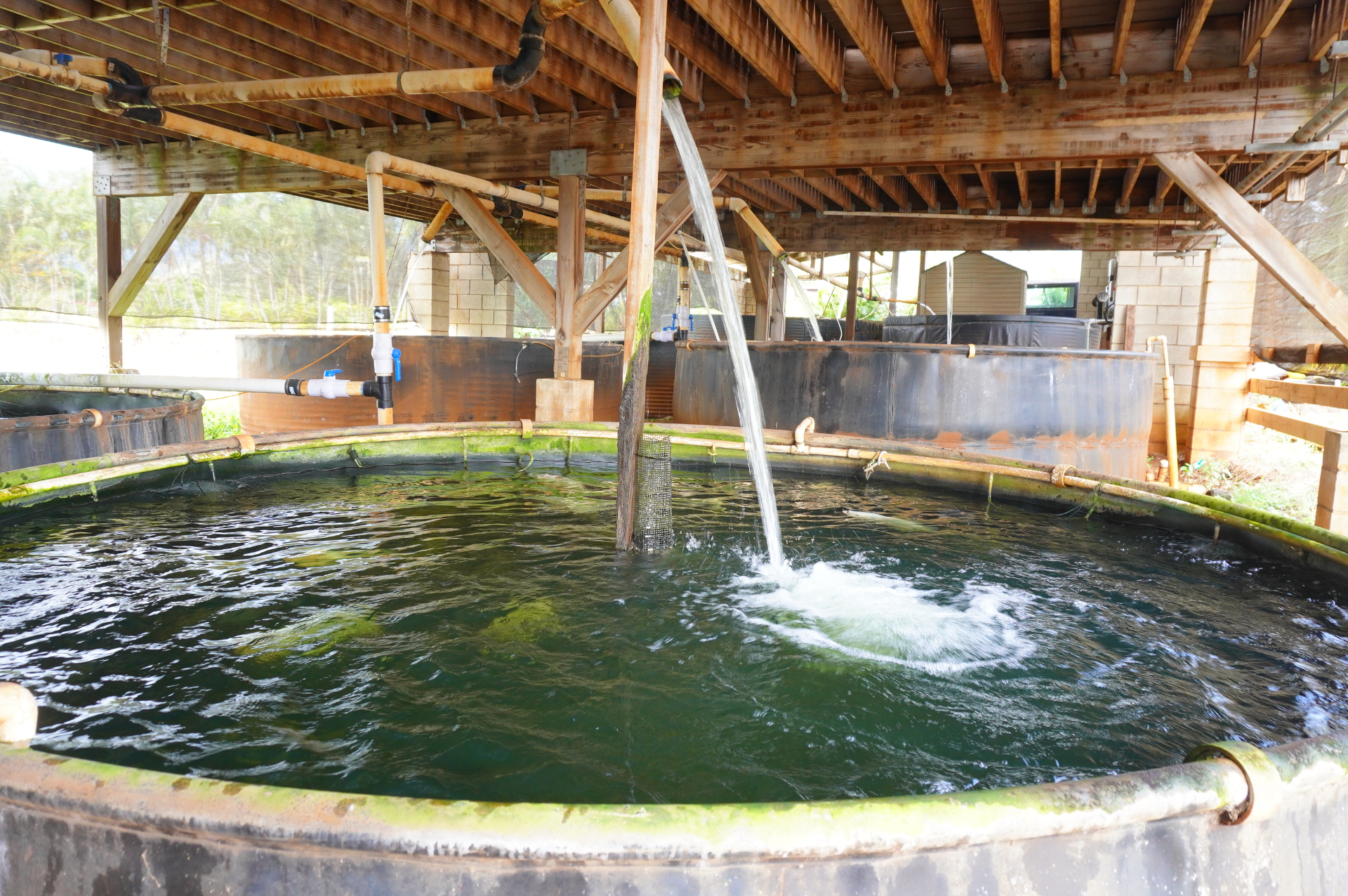 9個の巨大水槽で各700匹くらいの魚を養殖。ポンプが重要で、水を汲み上げる役割と上から水を落として魚に酸素を与える役割があり、その動力はソーラーパネルで発電