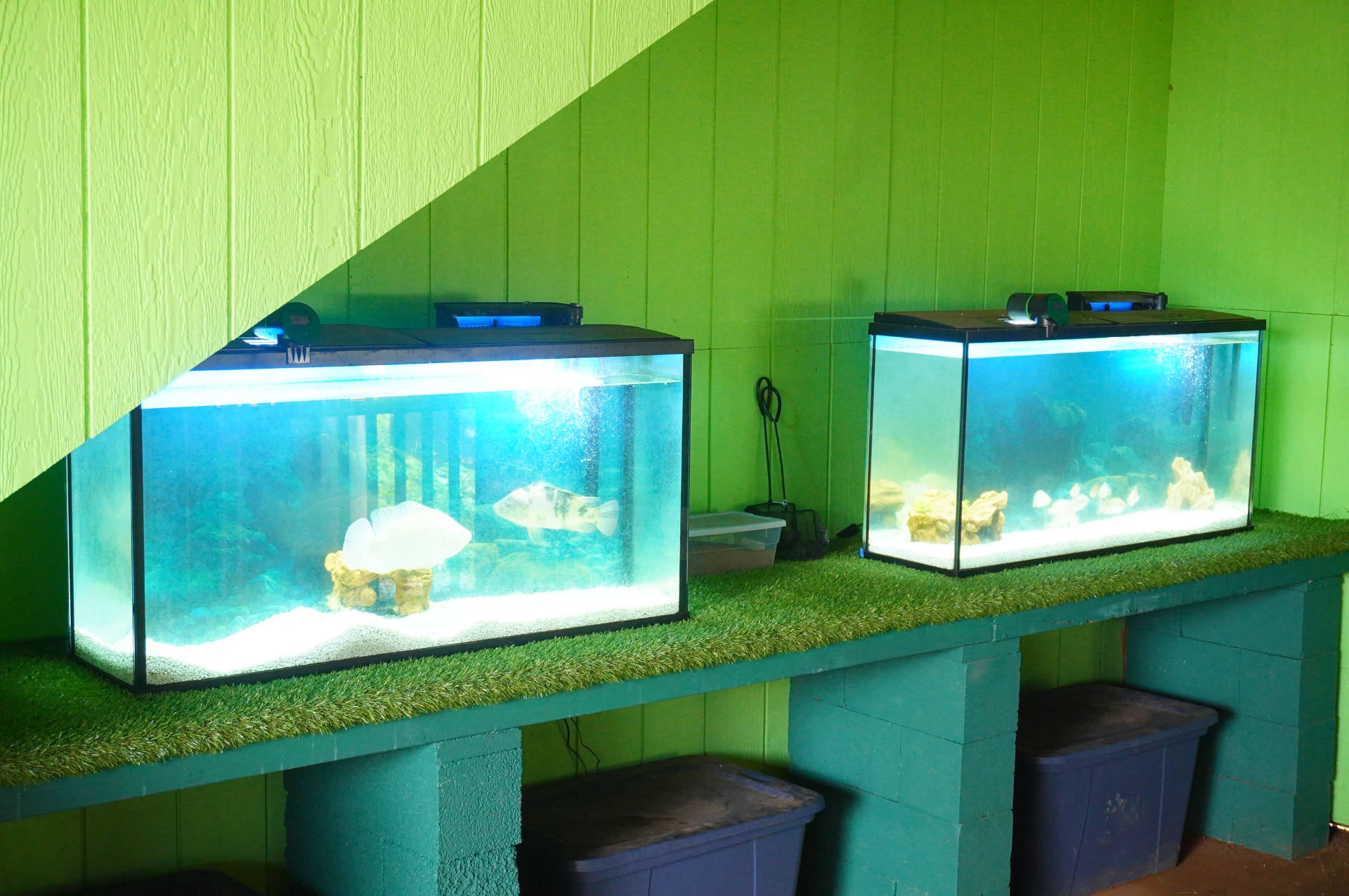 こちらは展示用の水槽。養殖魚の種類は、暖かい地域に生息する淡水魚「ティラピア」で、日本ではイズミダイ（泉鯛）やチカダイ（地下鯛）という名前で知られています