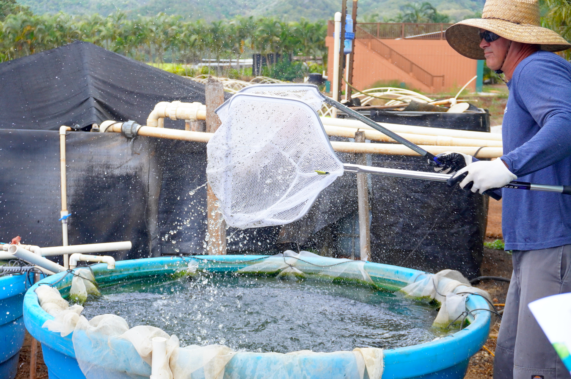 この水槽は、メスとオスが交尾して稚魚が生まれるための場所