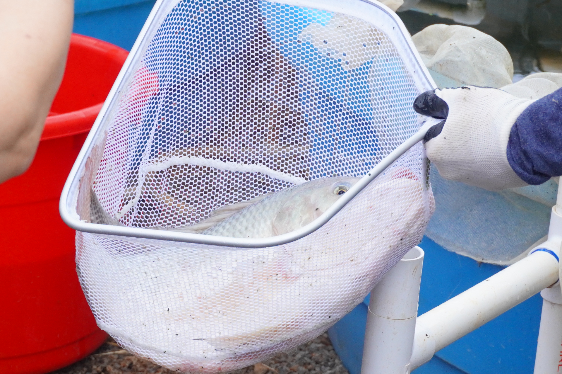 こちらが大人の養殖魚で、体長30～40cmのビッグサイズ。元気に暴れるので水しぶきがスゴい