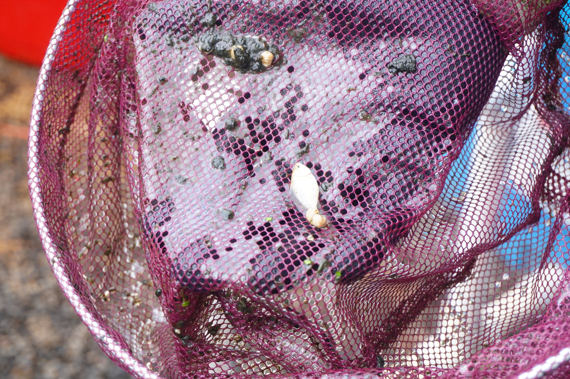 生まれてまもない稚魚は3cmほど。大人に食べられてしまうので、大人と稚魚は水槽を分けて育てます