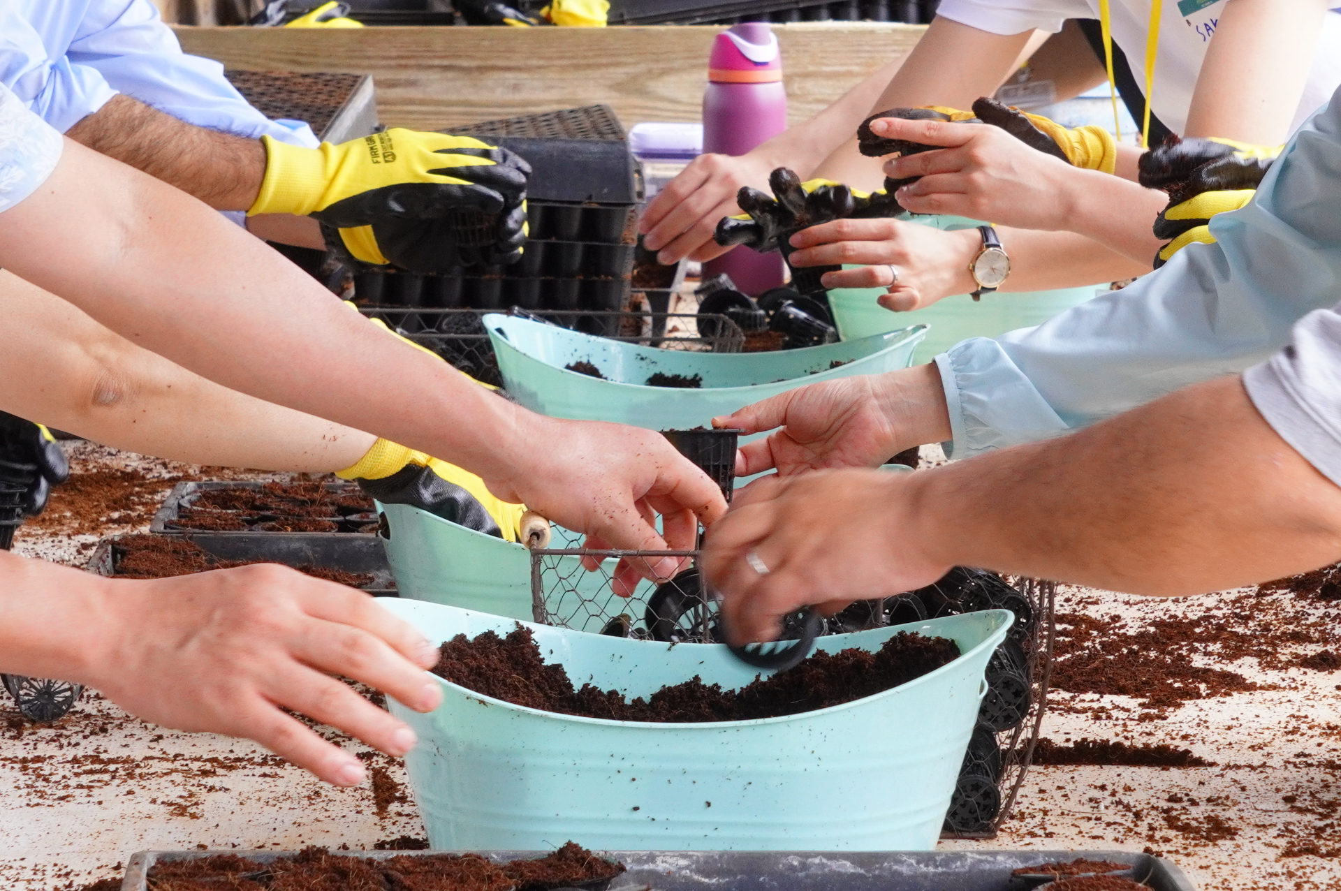 やりだすとけっこうおもしろくて、無心になって種を植える大人たち