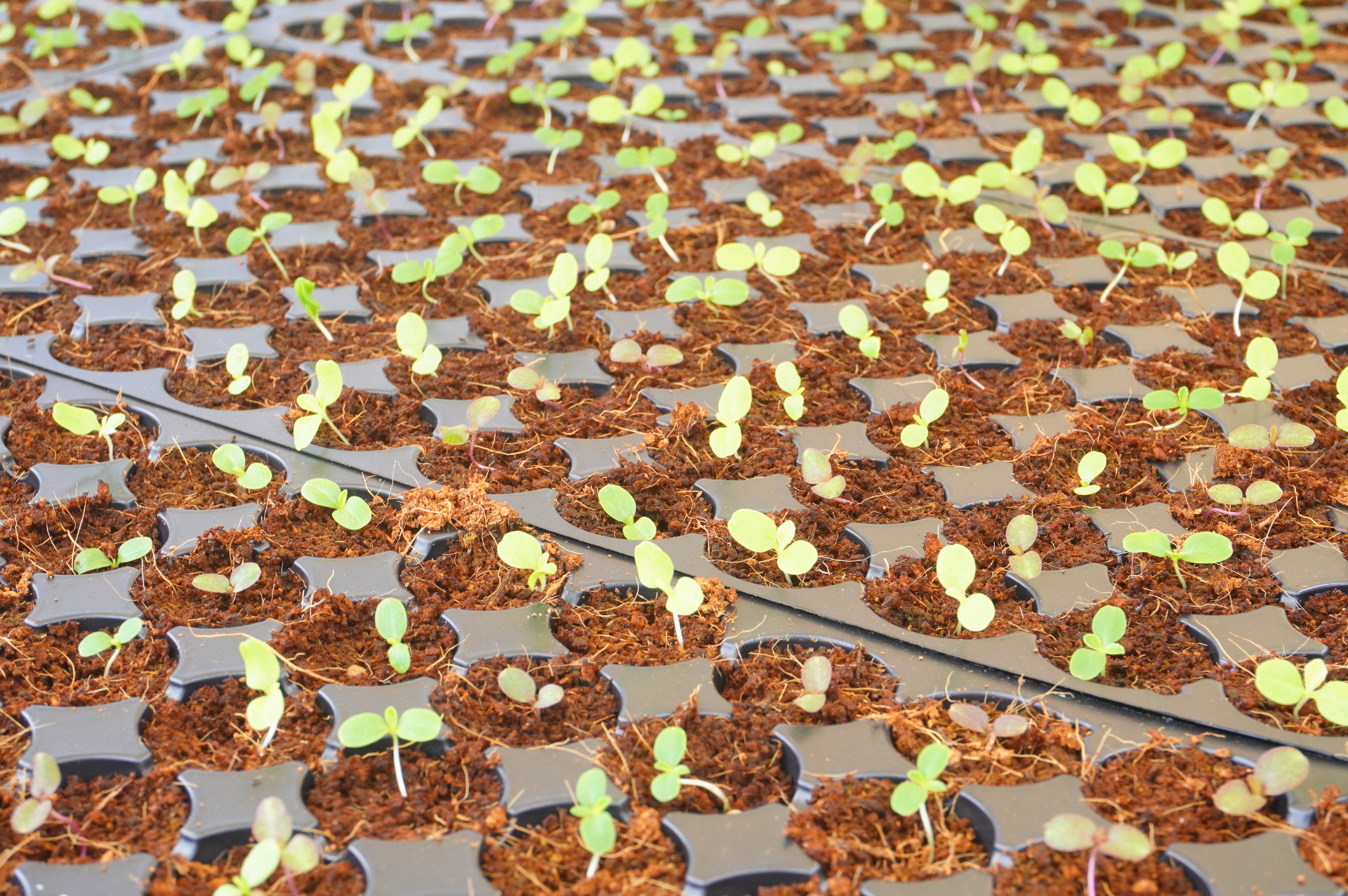 種を植えてから苗に育つまで2週間ほど