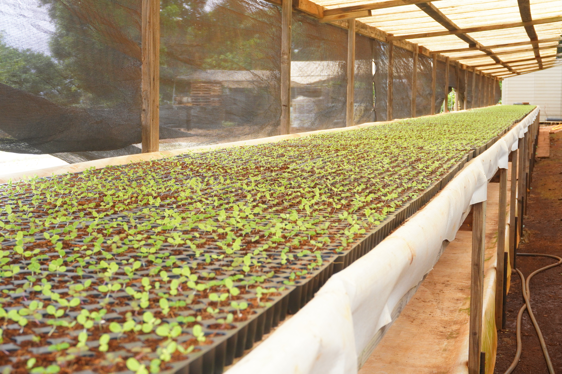 1日に5000個もの種を育苗ポットに植えるそうです