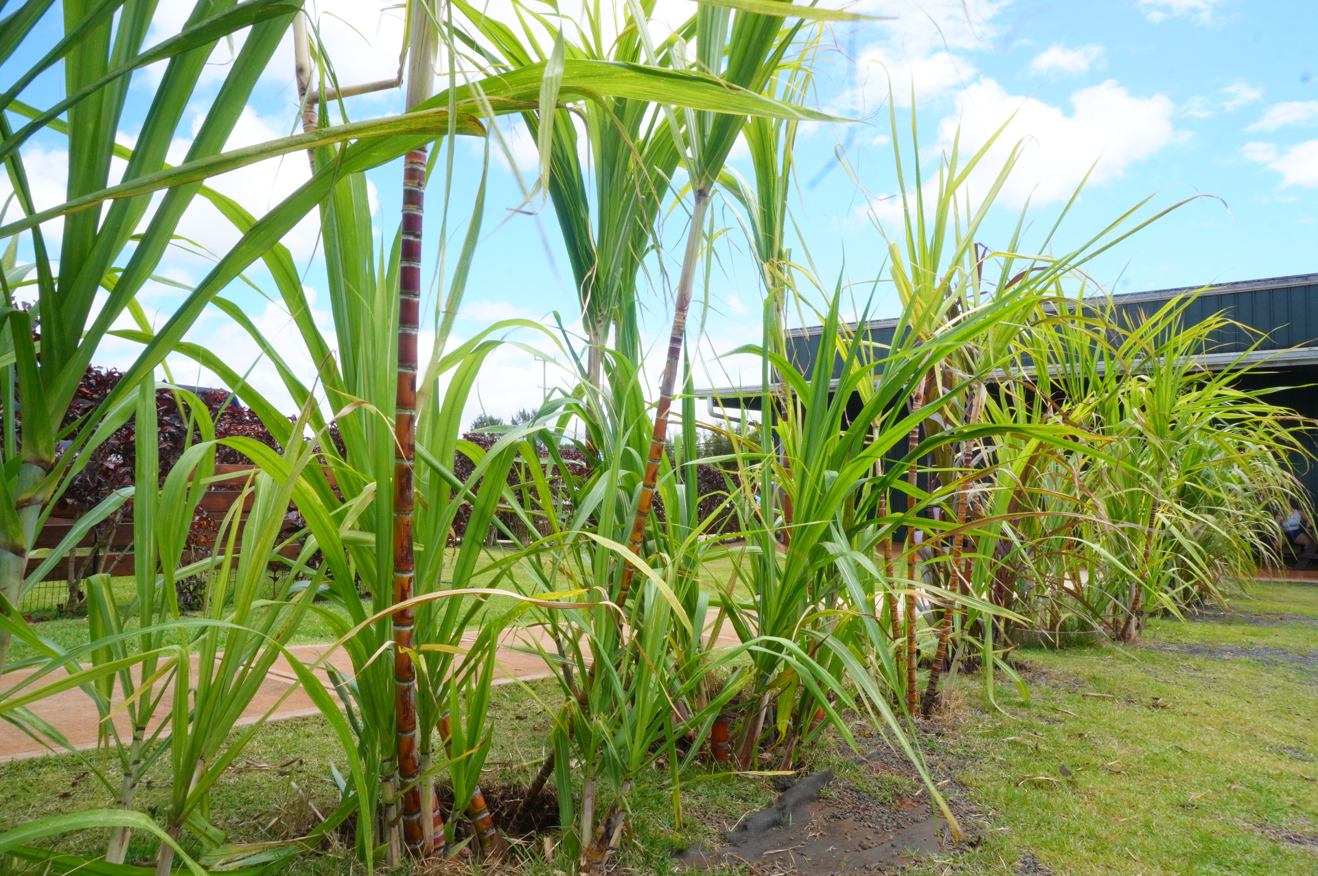 サトウキビ畑を見学し、ラムの原料となるサトウキビジュースも試飲できました