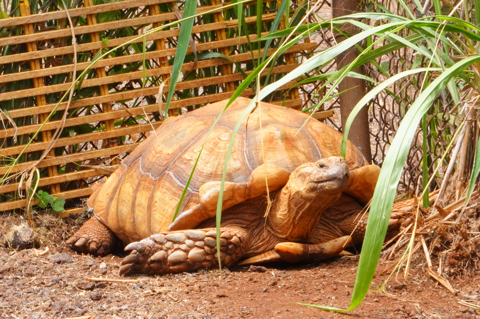 子供たちに人気者のリクガメ「コ・ホヌ」にも会えます。農場のレタスが好物で、むしゃむしゃ食べるそう