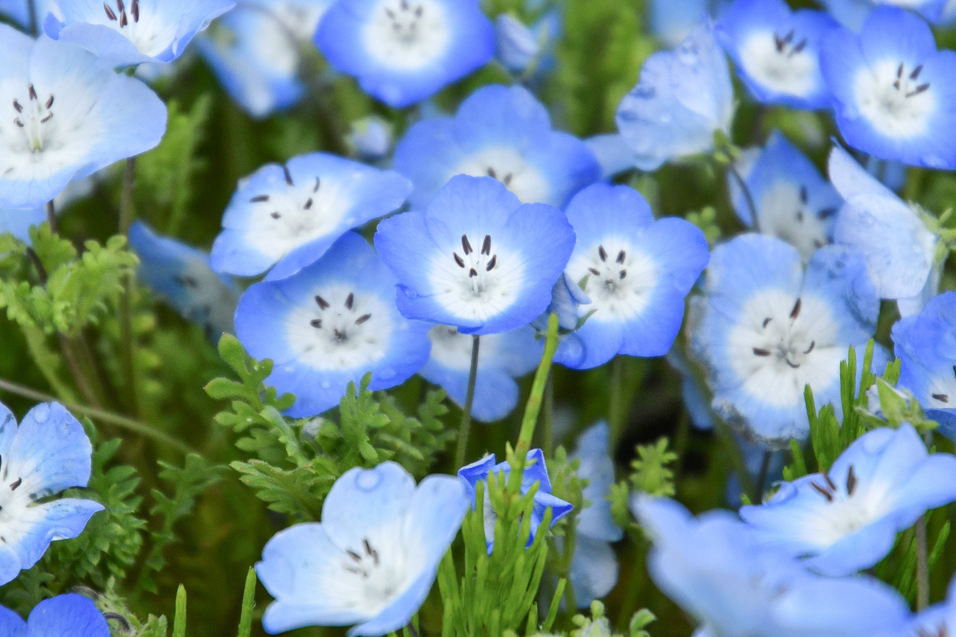 ひたち海浜公園のネモフィラが見頃に