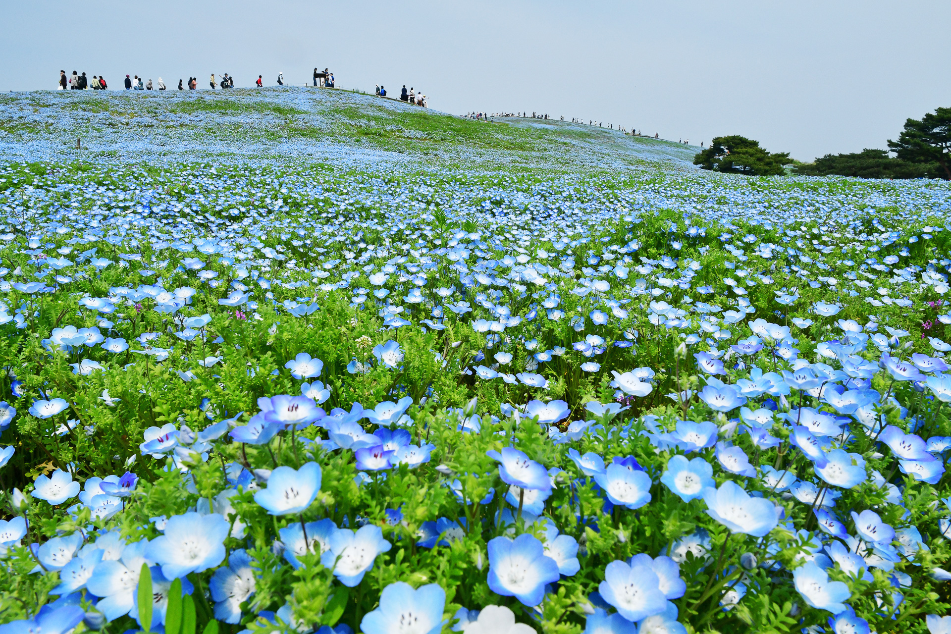 園内みはらしの丘のネモフィラ