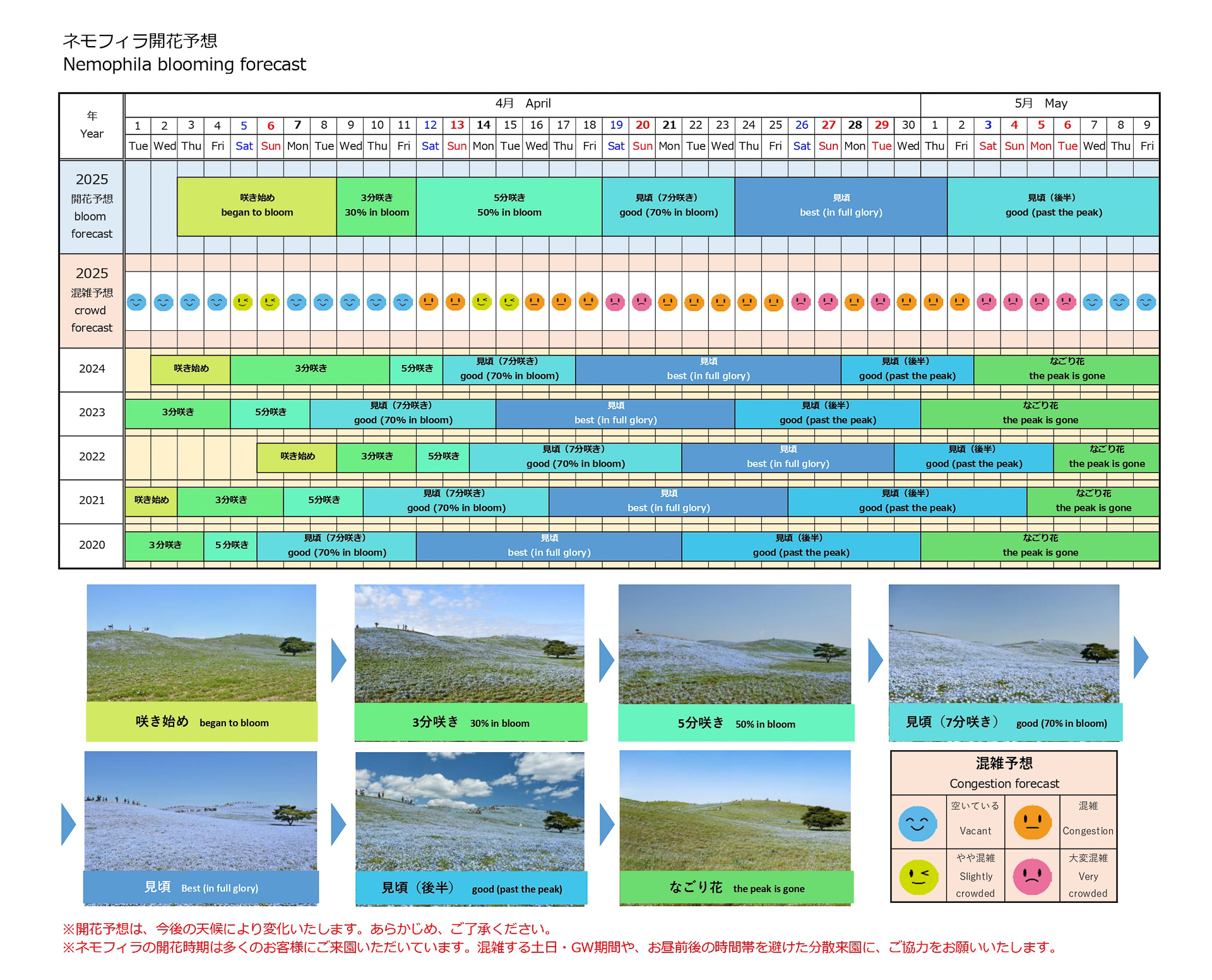 2025年のネモフィラ開花予想（開いて拡大）