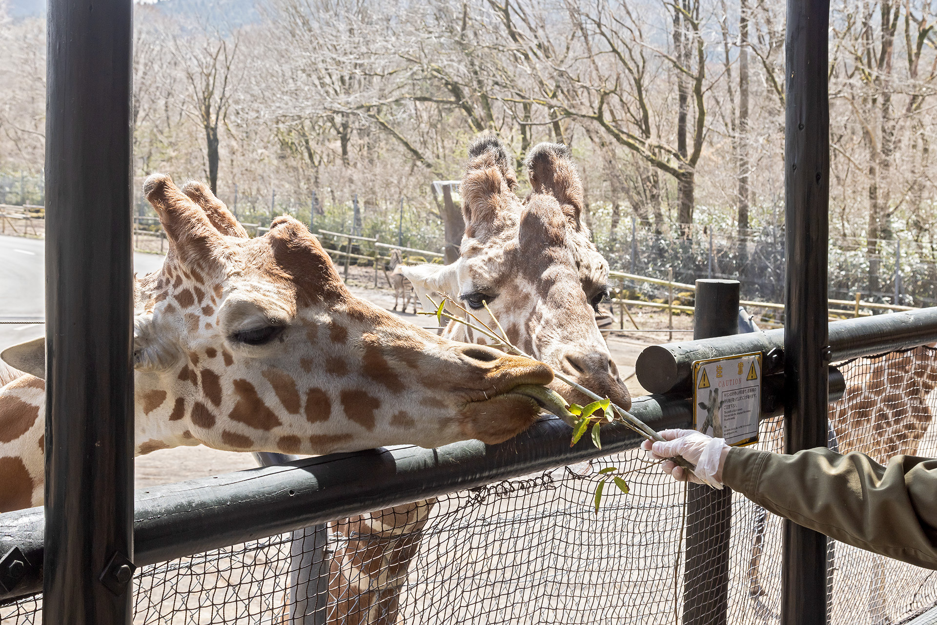 動物たちと間近で会える